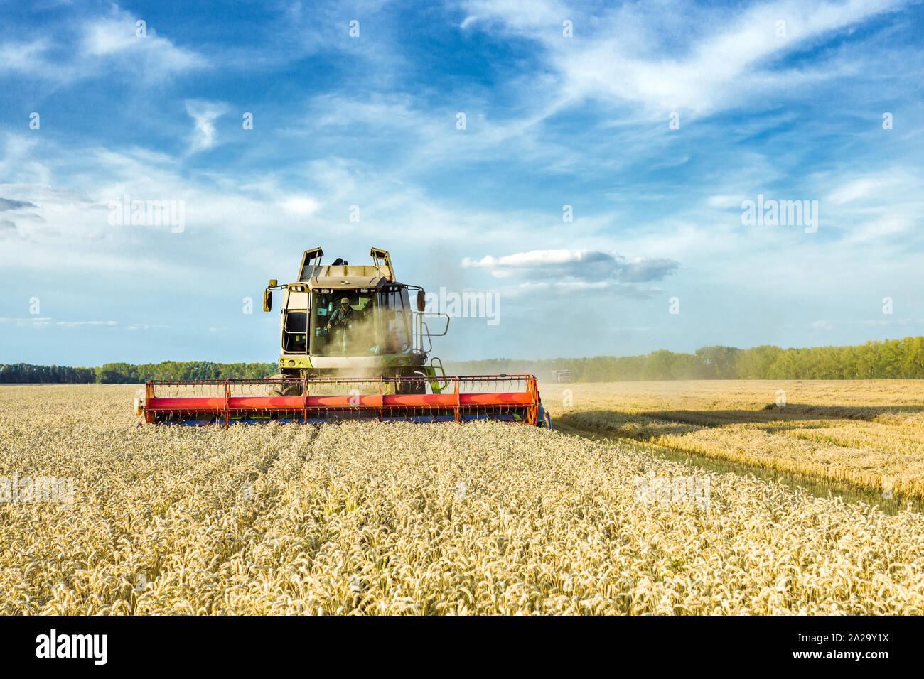 Vor dem Hintergrund eines sonnigen Sommertag und blauer Himmel mit Wolken. Mähdrescher ernten Reif goldene Weizen auf dem Feld. Das Bild des AGR Stockfoto