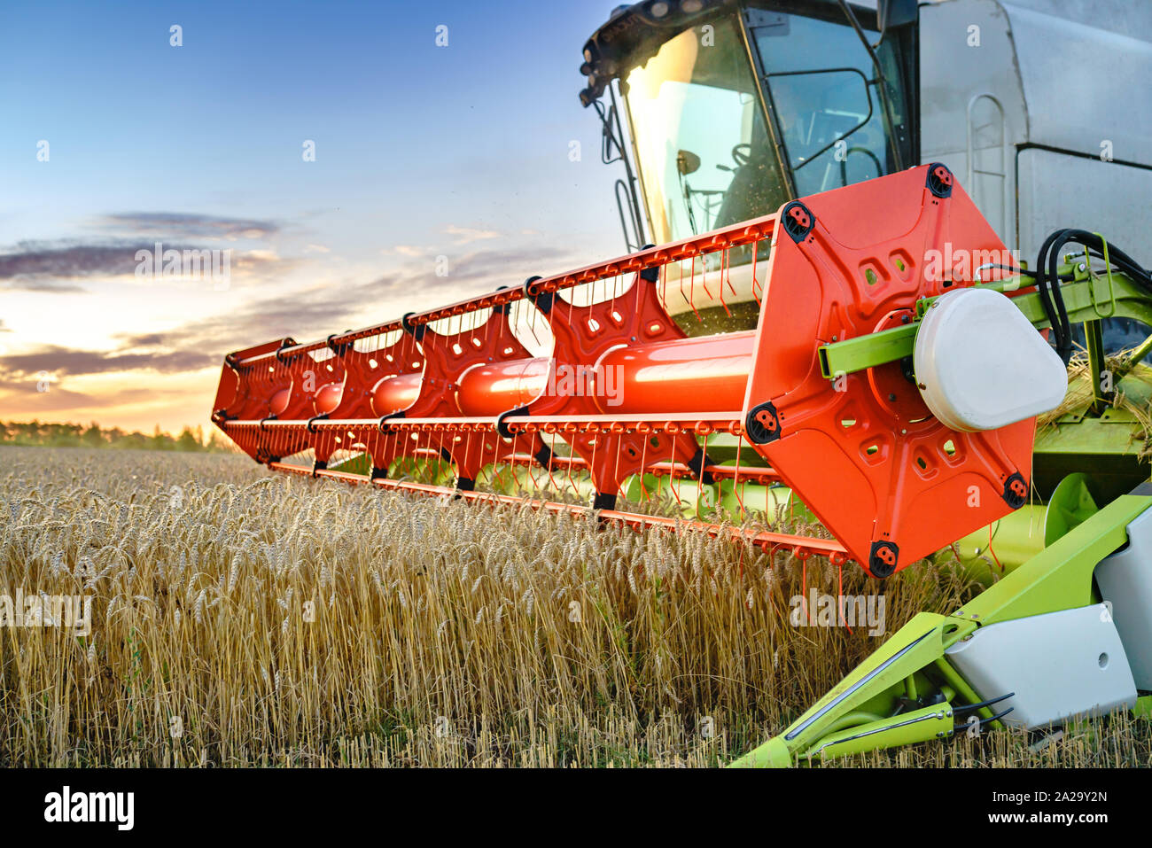 Mähdrescher ernten Reif goldene Weizen auf dem Feld. Das Bild des landwirtschaftlichen Wirtschaftsbereichs Stockfoto