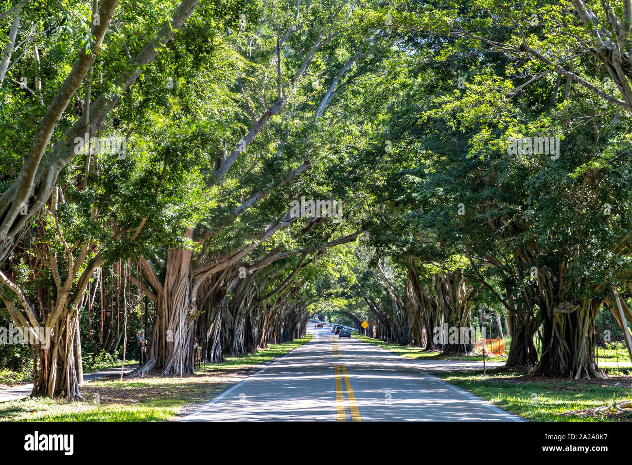 Banyan Tree Tunnel entlang Saint Lucie Blvd in Stuart, Florida. Stockfoto