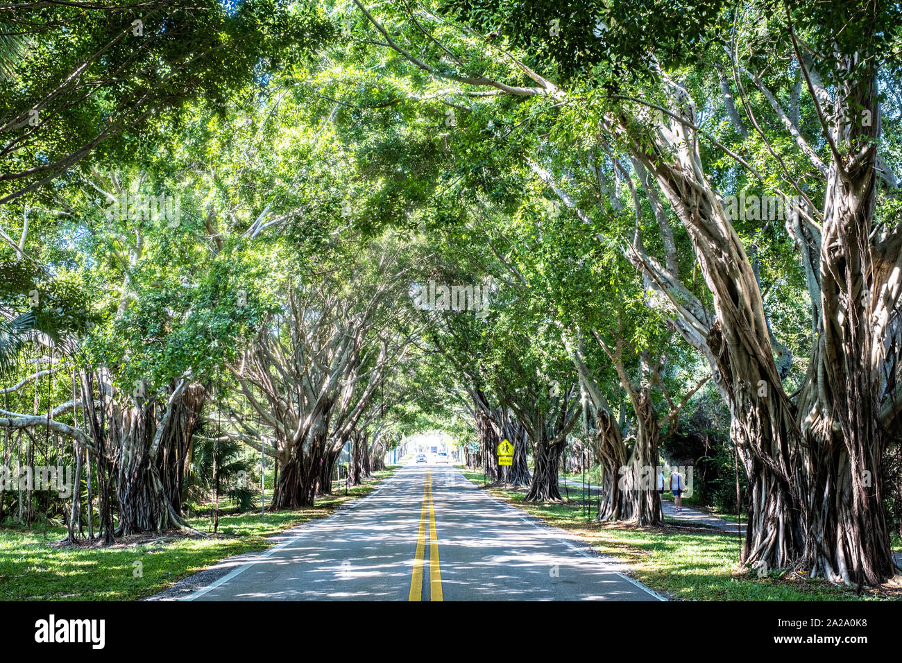 Banyan Tree Tunnel entlang Saint Lucie Blvd in Stuart, Florida. Stockfoto