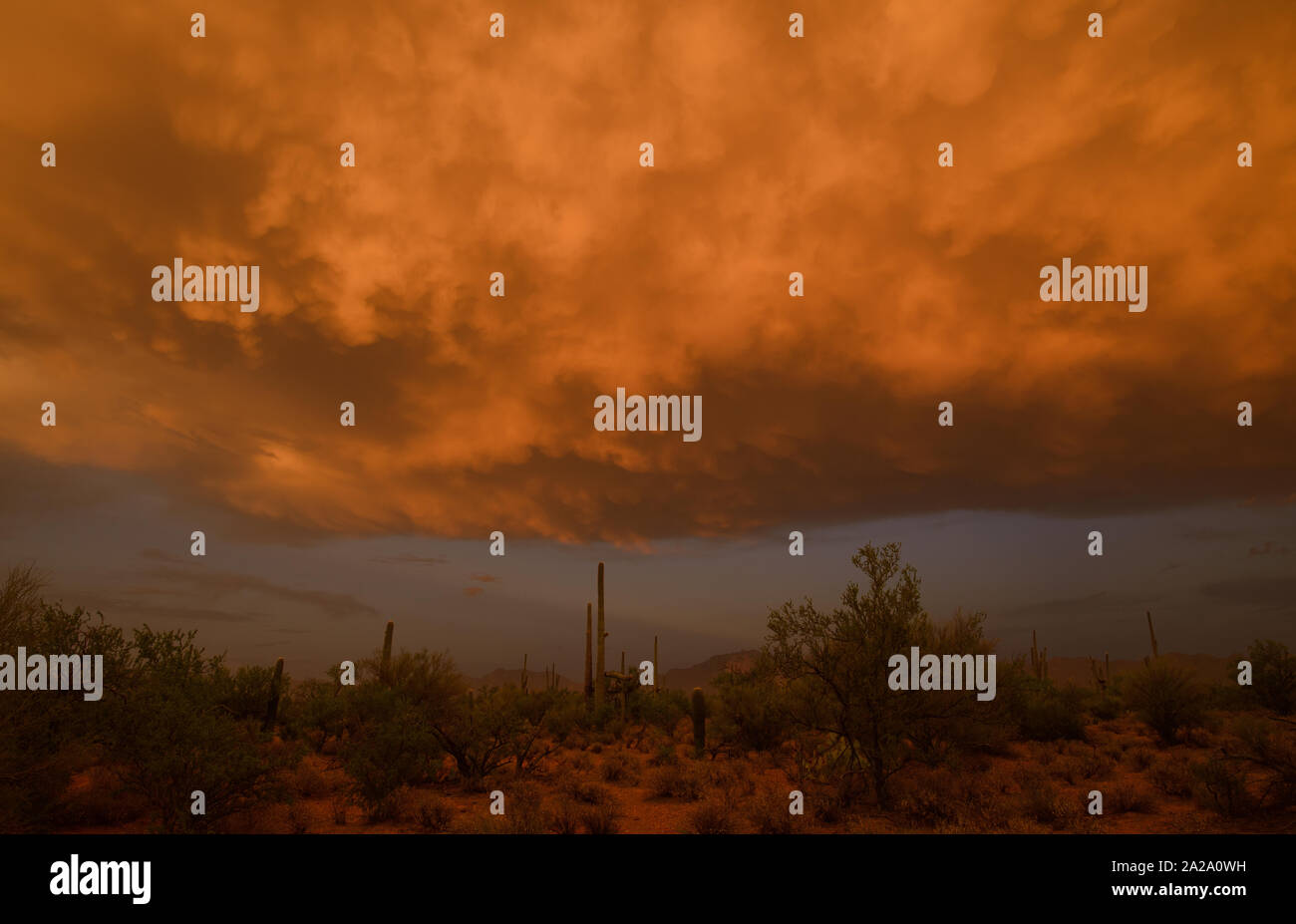 Sonnenuntergang, Sonoran Wüste, als von Süden verkauft, Arizona, USA gesehen, auf odham Buchung der Tohono O'. Stockfoto