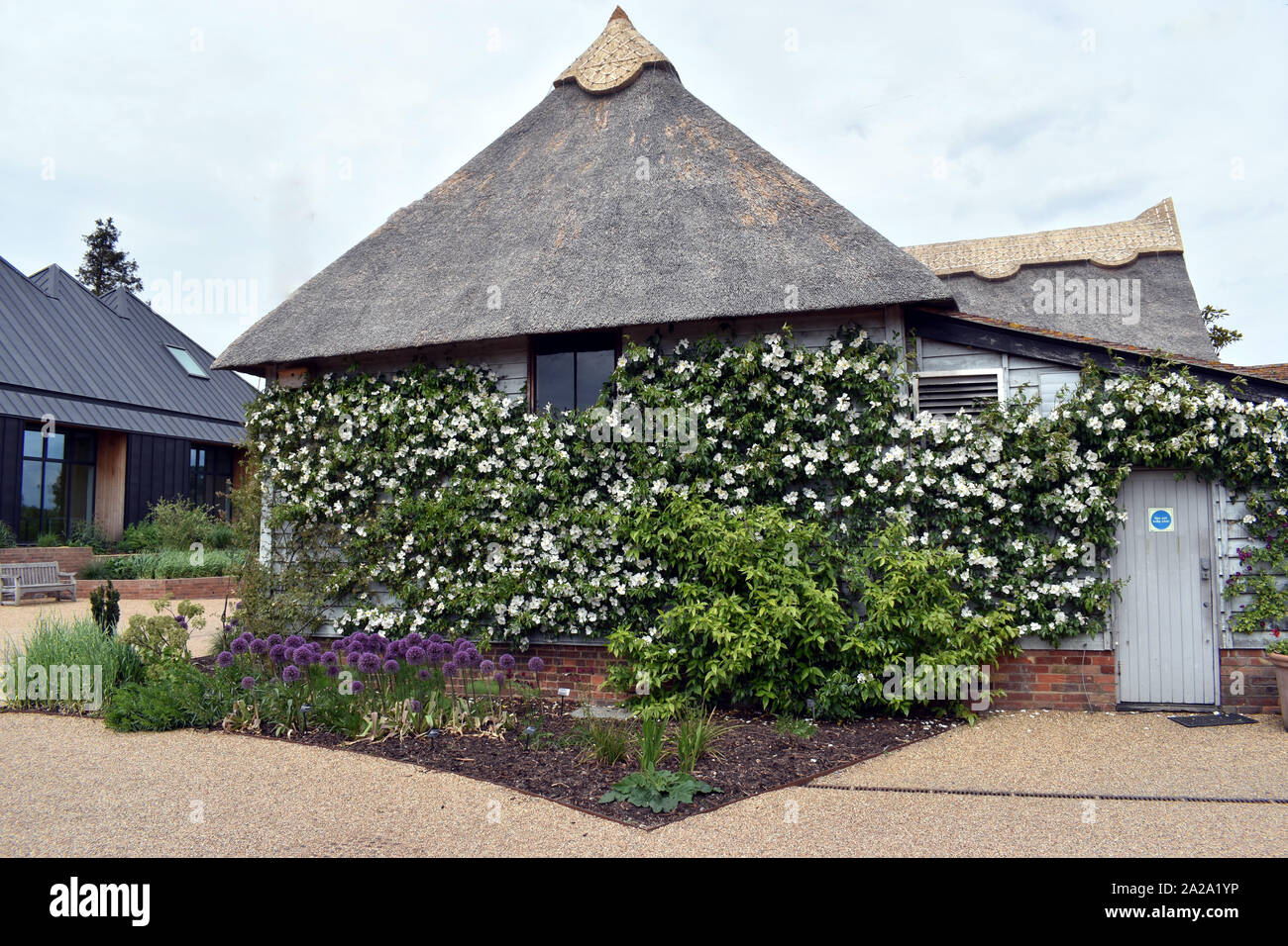 Eine hübsche Reetdachhäuser mit Wänden in Blumen im Hyde Park, Essex abgedeckt Stockfoto