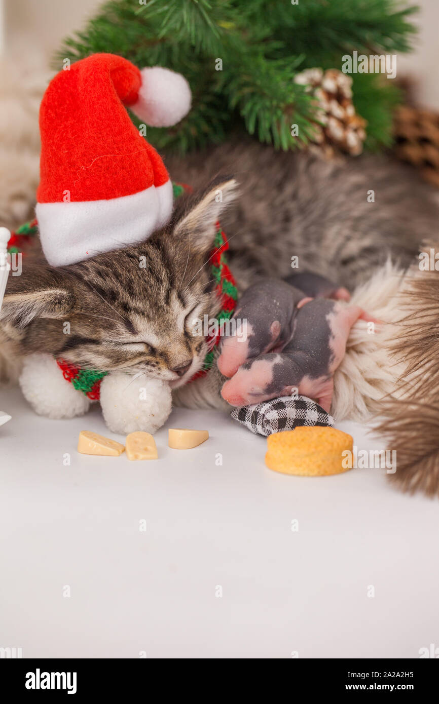 Festliche Haustiere. Die Katze schläft unter dem Baum mit der Maus. In einem Weihnachten hat mit einer Ratte Kätzchen. Stockfoto