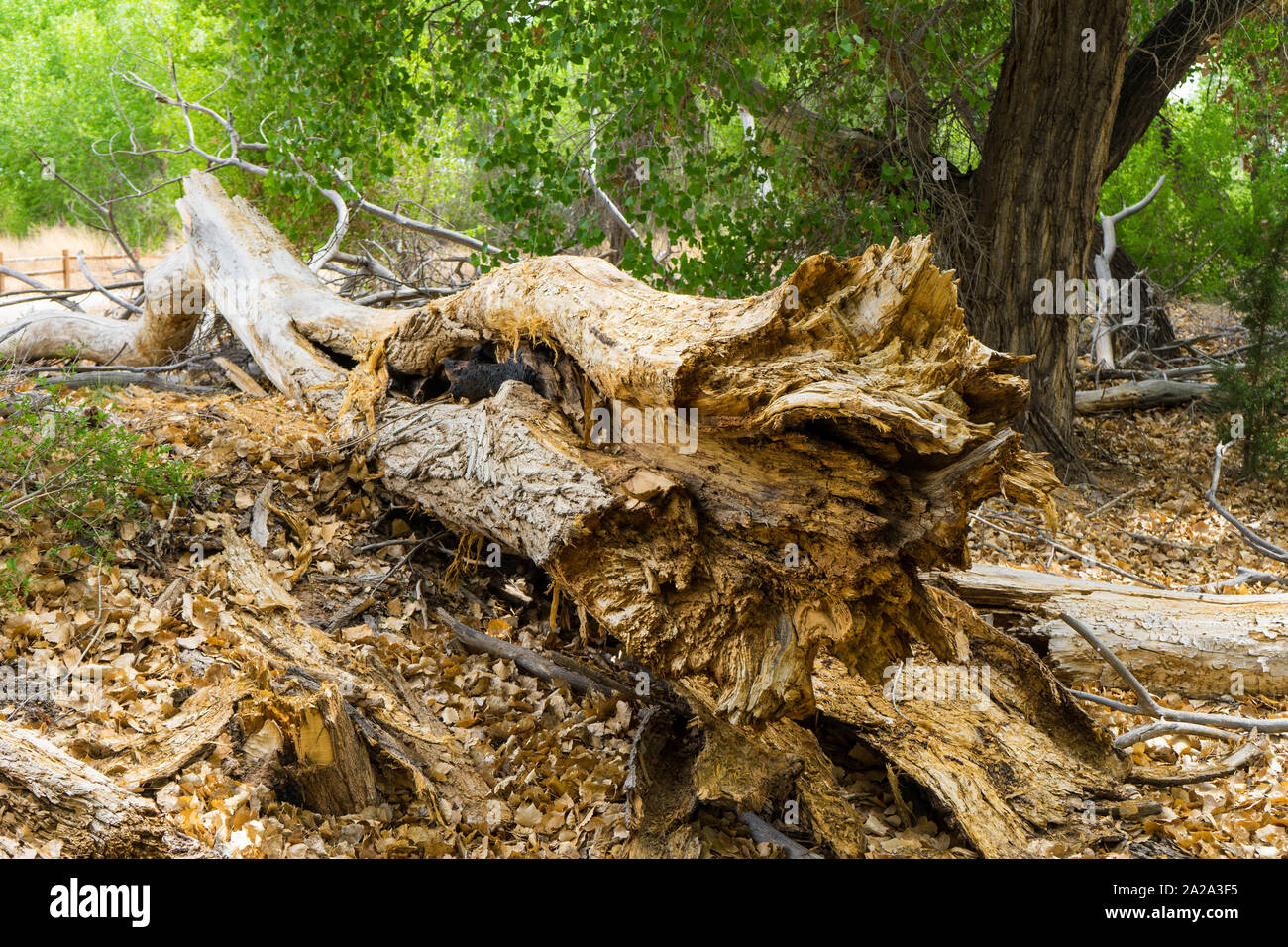 Gefallen der Pappel Baum Stockfoto