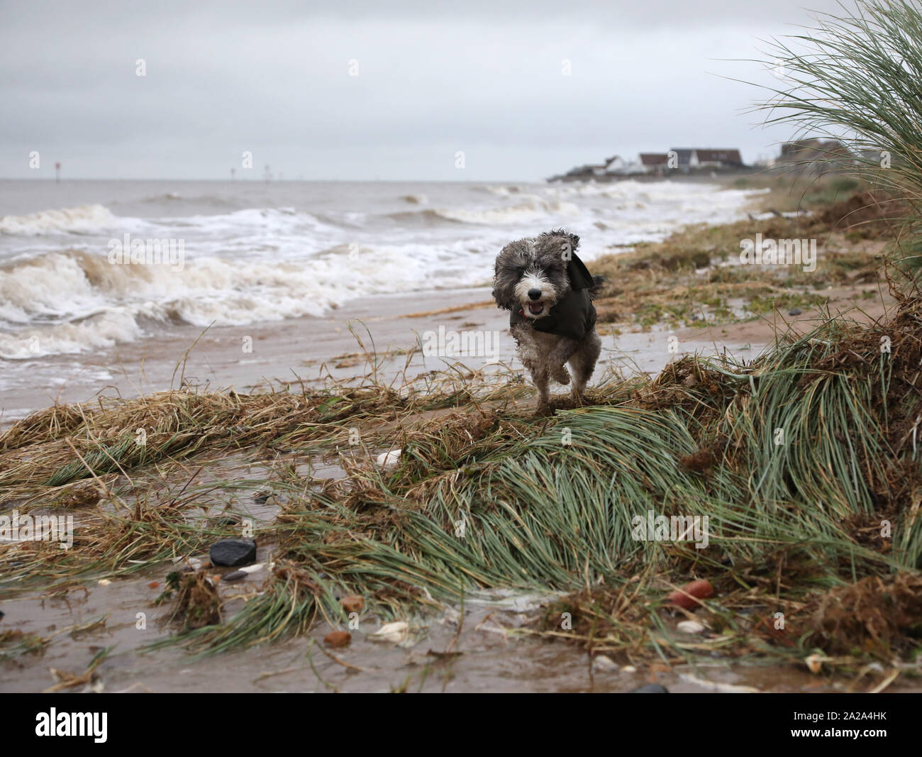 Heacham, West Norfolk, Großbritannien. 01 Okt, 2019. Cookie die cockapoo Hund geht für einen Durchlauf in der Brandung nach den jüngsten Regenfällen, Hochwasser und eine Gezeiten- Welle haben die linken Teile der Küste zwischen Heacham und Hunstanton überflutet. Wetter, Heacham West Norfolk, UK am 1. Oktober 2019. Credit: Paul Marriott/Alamy leben Nachrichten Stockfoto