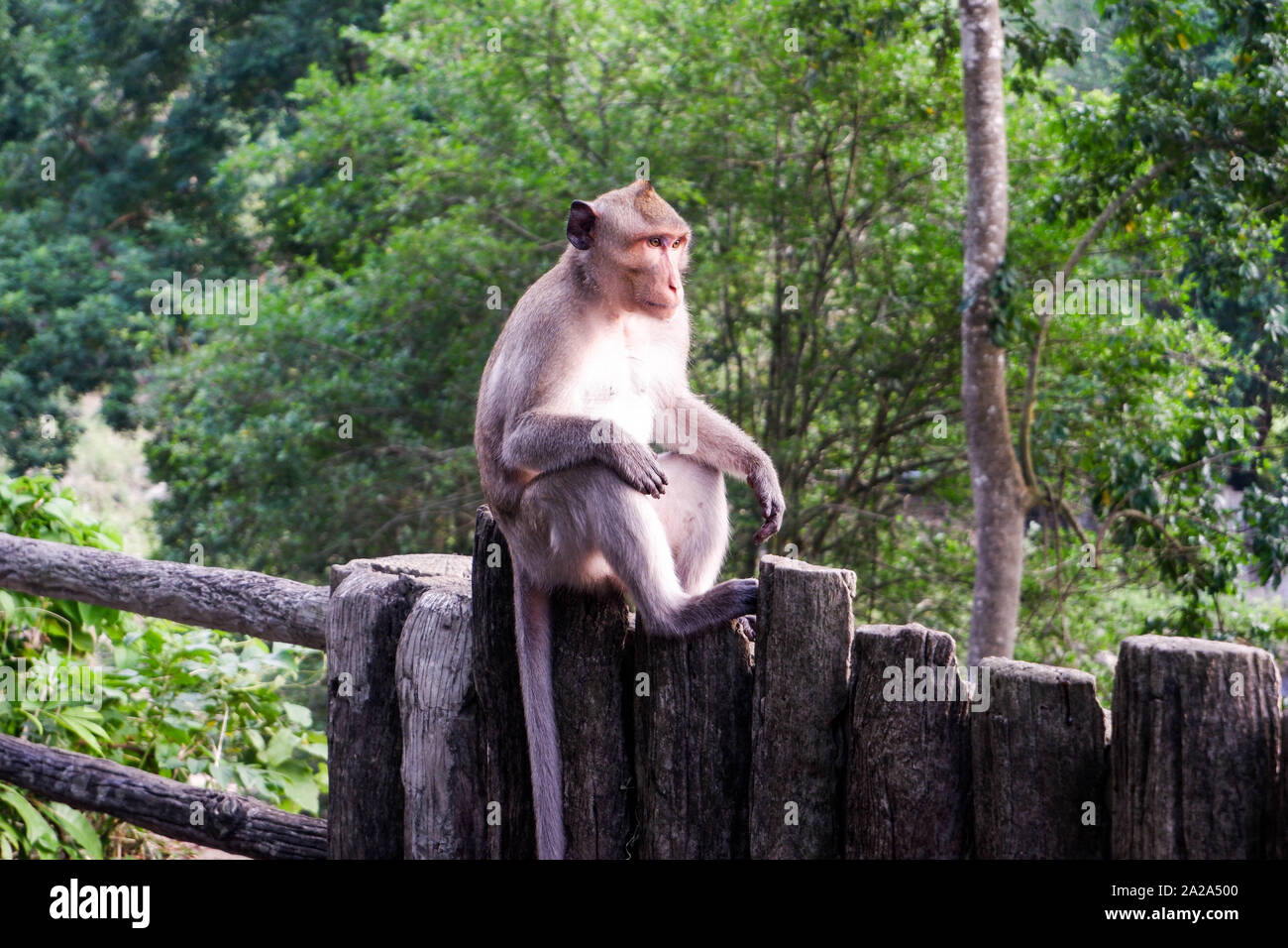 Affen thront auf dem Zaun Stockfoto