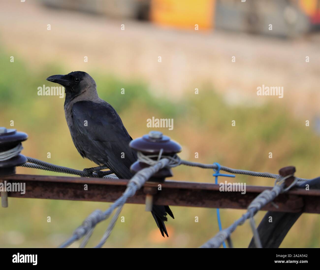 Das Haus Crow, auch bekannt als die Indischen, graynecked, Ceylon oder Colombo Krähe, ist ein gemeinsames Vogel der Krähe Familie, ist asiatischer Herkunft aber jetzt Foun Stockfoto