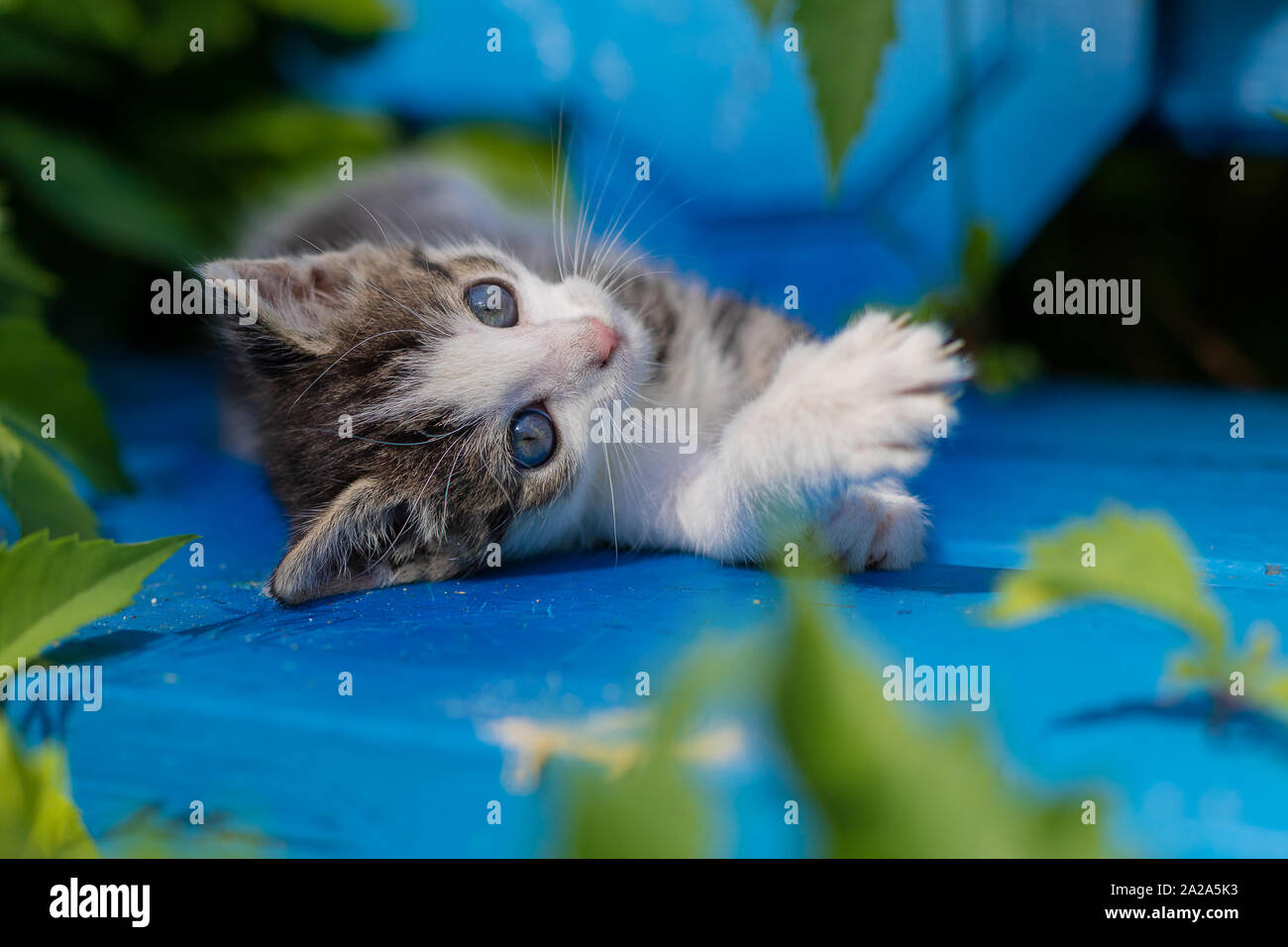 Junge Kätzchen auf einem blauen Bank. Wilder Wein; Kriechgang. Polen; Masowien Dorf. Kleine Räuber. Sonnig; Sommermorgen in Europa. Stockfoto