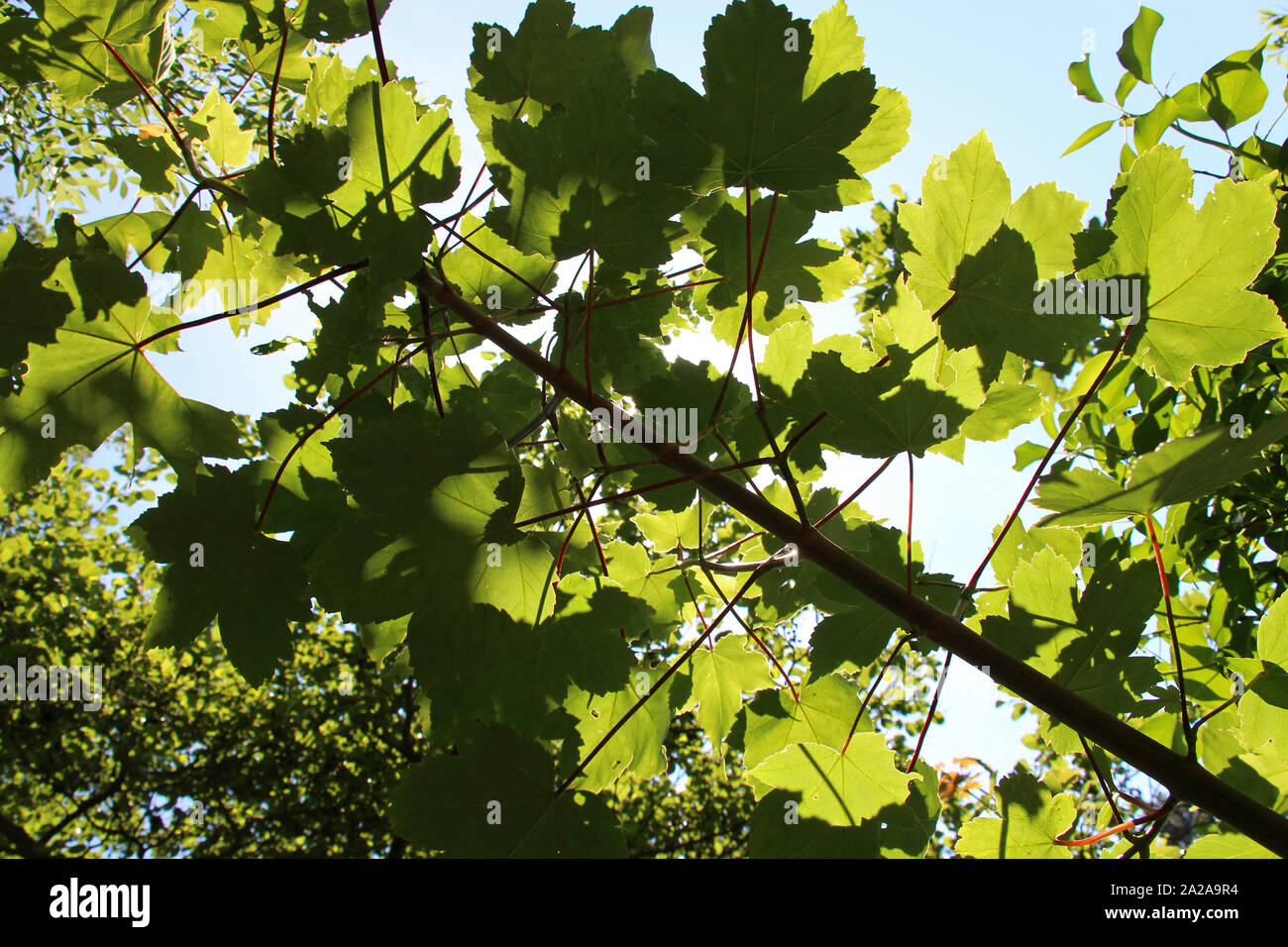 Baum in einem Wald in Nantes (Frankreich) Stockfoto