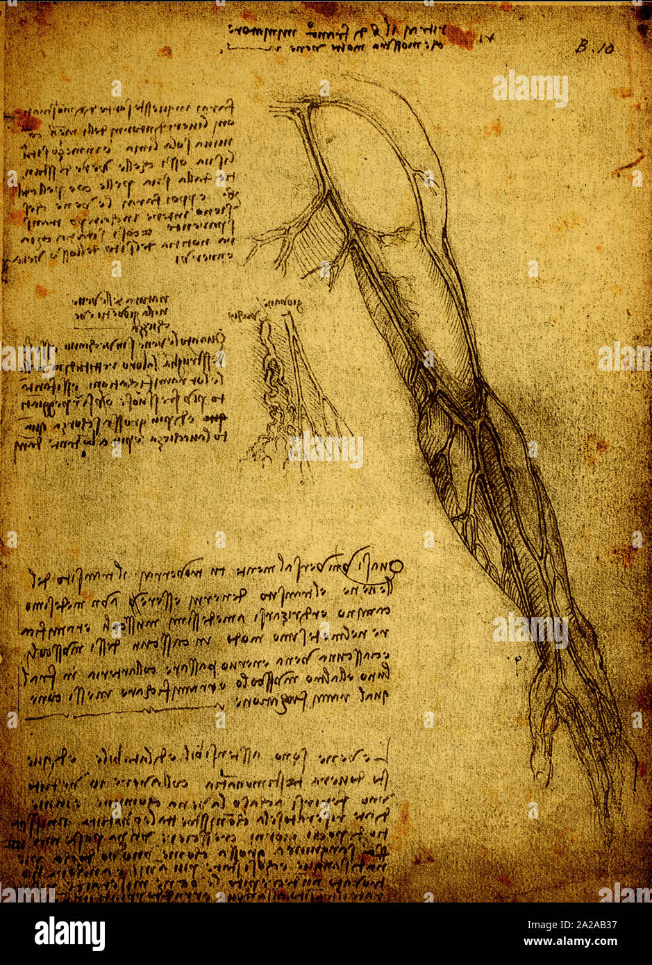 In der Nähe der Alten Anatomie Zeichnungen von Leonardo Da Vinci