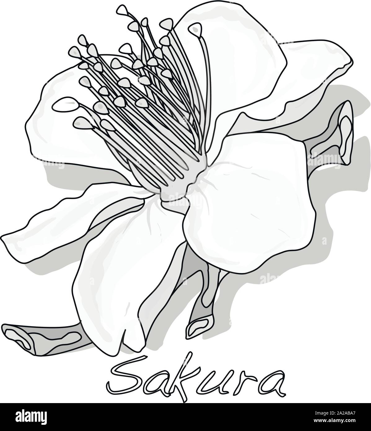 Sakura Blüte Kirschblüte isoliert Abbildung. Stock Vektor