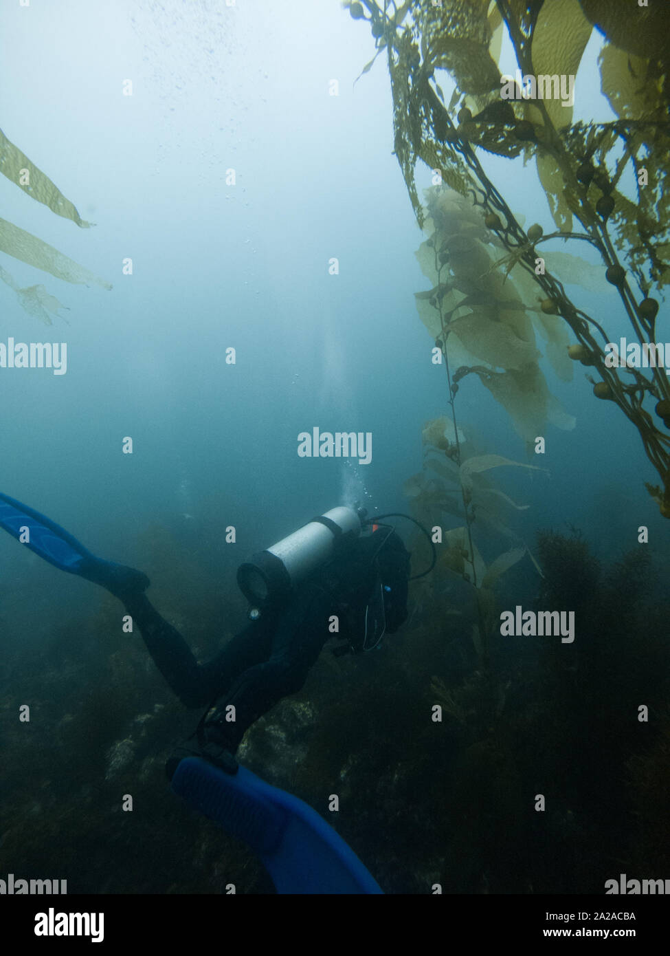 Unterwasser Foto von Scuba Diver von der Seite in den Kelp forest auf den Kanalinseln, Kalifornien, USA Stockfoto
