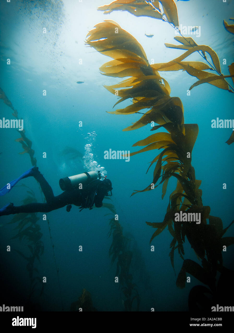 Unterwasser Foto von Scuba Diver von der Seite in den Kelp forest auf den Kanalinseln, Kalifornien, USA Stockfoto
