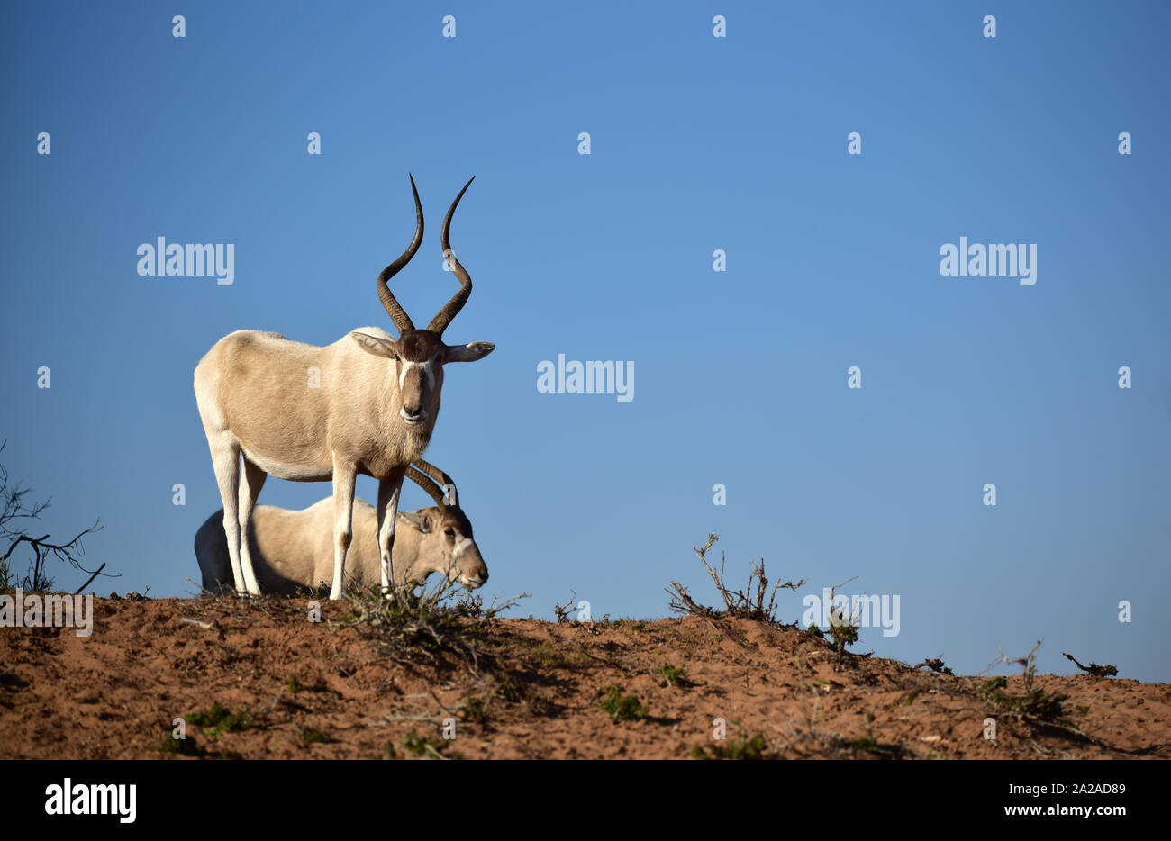 Addax (Addax nasomaculatus) im Souss Massa Nationalpark. Marokko Stockfoto