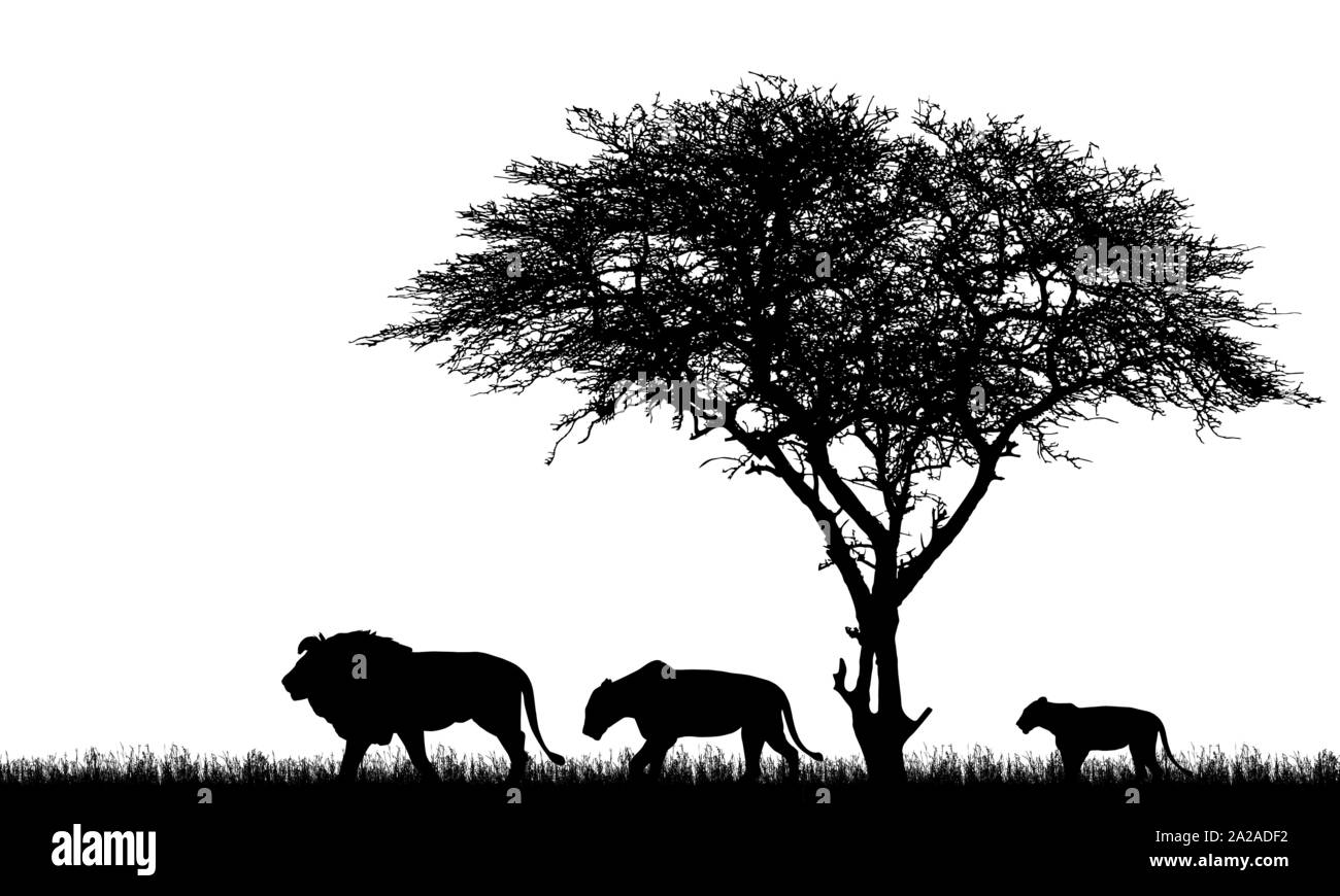 Realistische Darstellung der Silhouette African Safari Landschaft mit Baum, Löwen Familie, Löwin und Lion cub und Gras auf Savanne-Vektor Stock Vektor