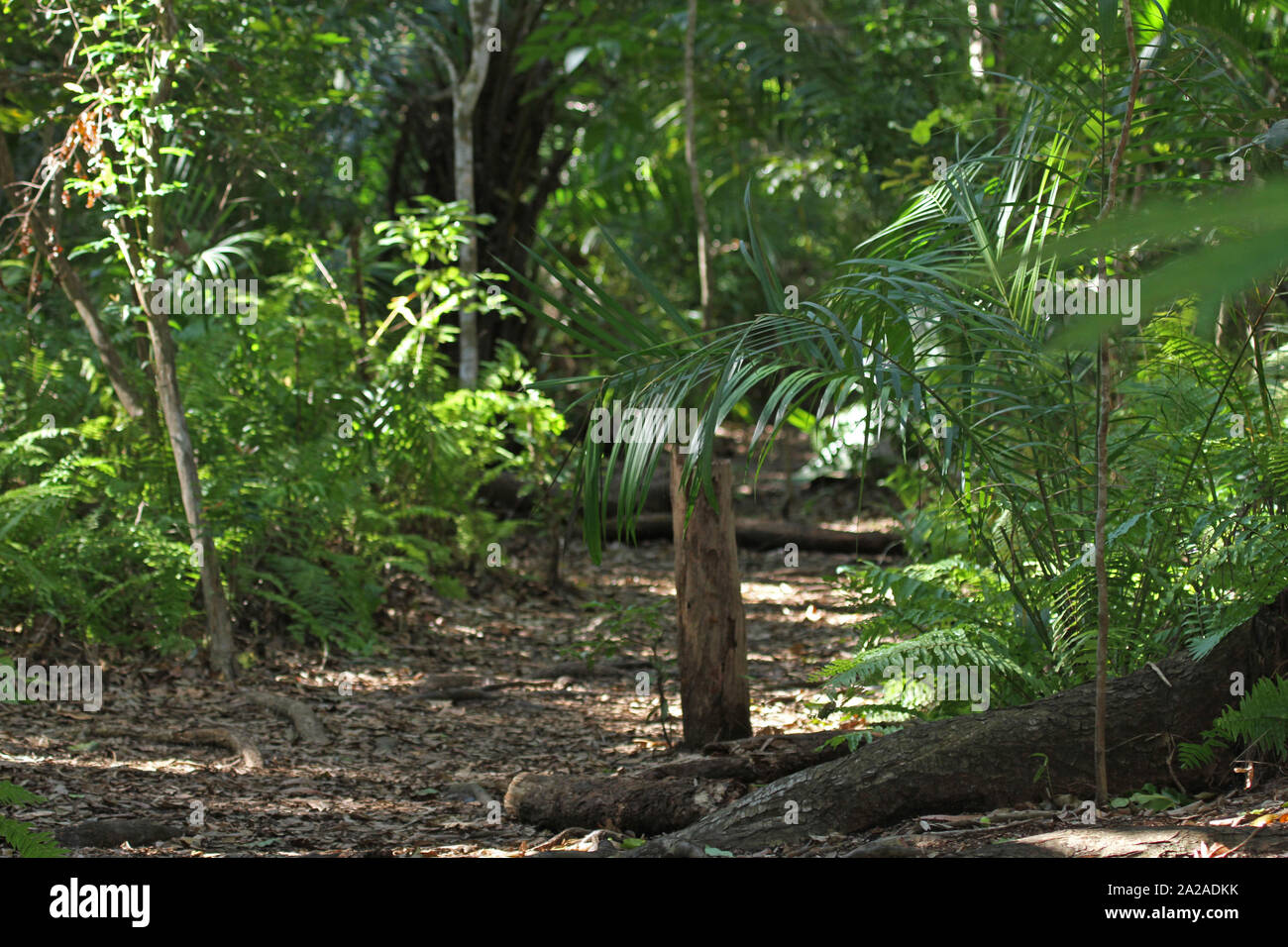 Die Innenseite des Jozani Forest, Jozani-Chwanga Bay National Park, Sansibar, Unguja Insel, Tansania. Stockfoto