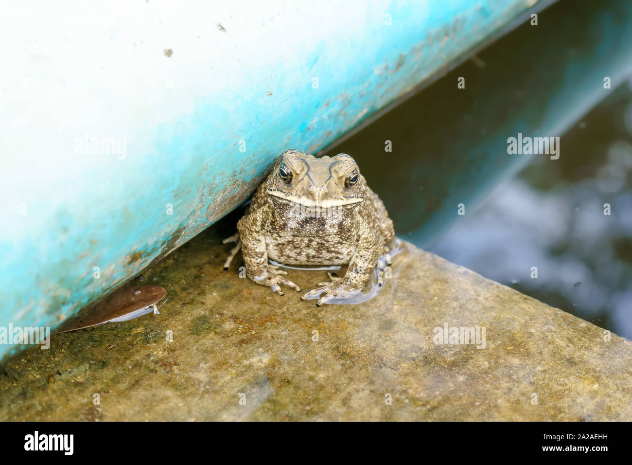 Frosch im zement Fotos und Bildmaterial in hoher Auflösung Alamy