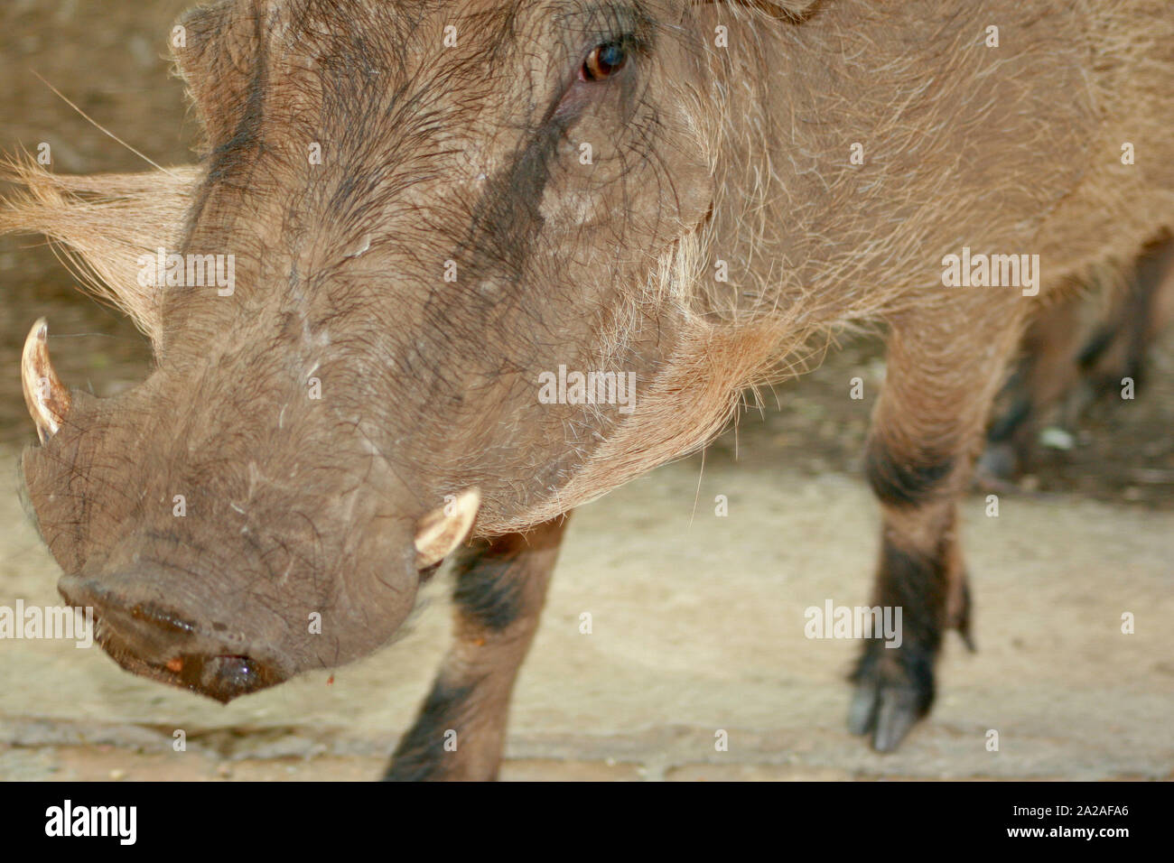 Warzenschwein, phacochoerus Africanus, Marloth Park, Mpumalanga, Südafrika. Stockfoto