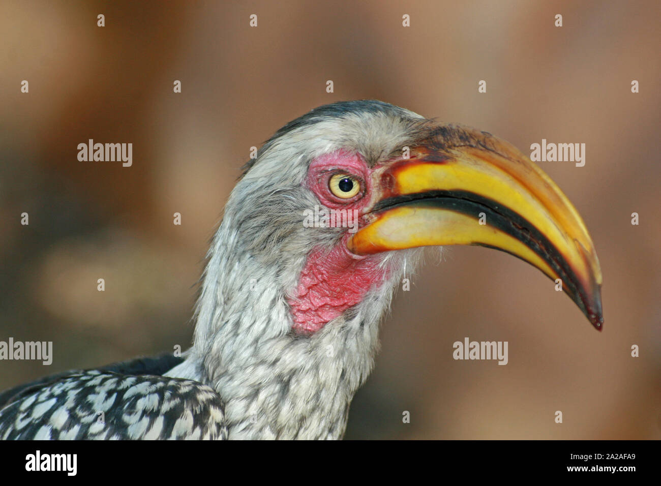 Southern Yellow-billed Hornbill (Tockus leucomelas), Marloth Park, Mpumalanga, Südafrika. Stockfoto