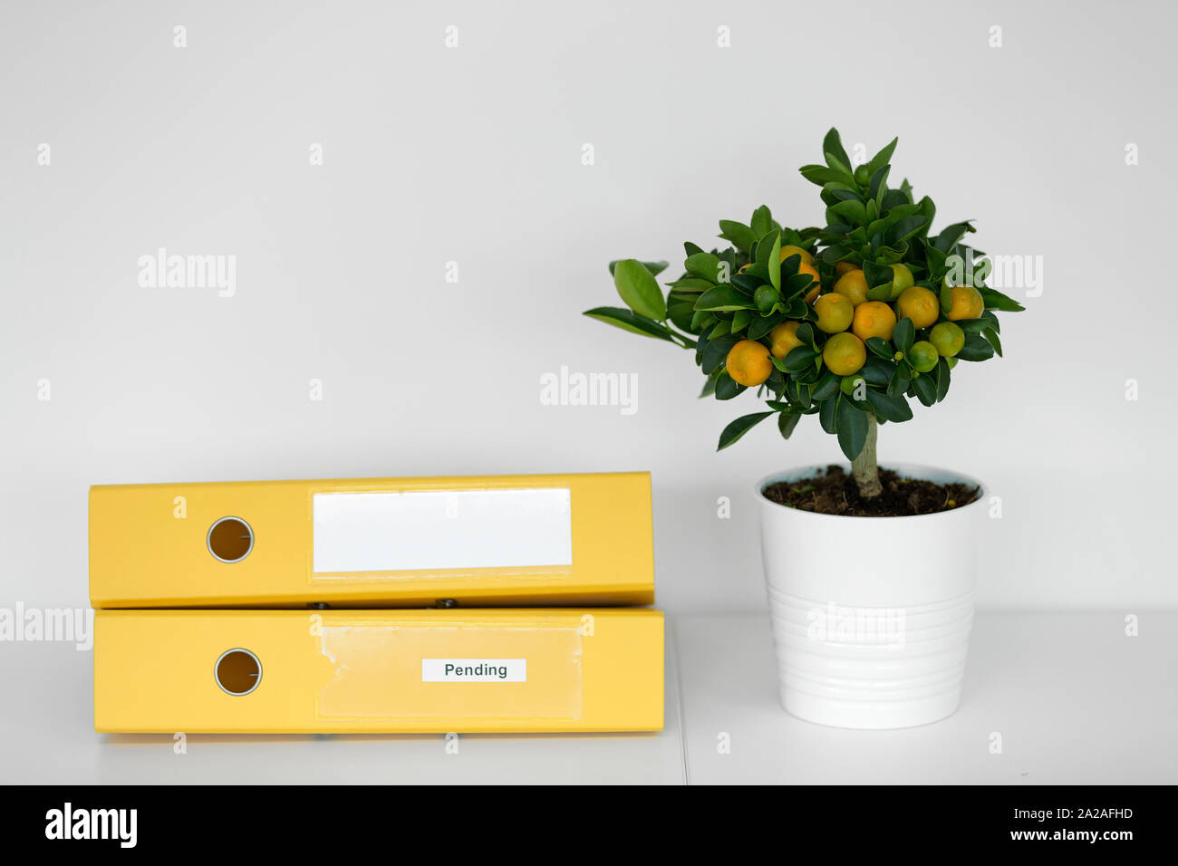 Citrous Werk im Regal mit gelben Dateien im Office Umfeld Stockfoto