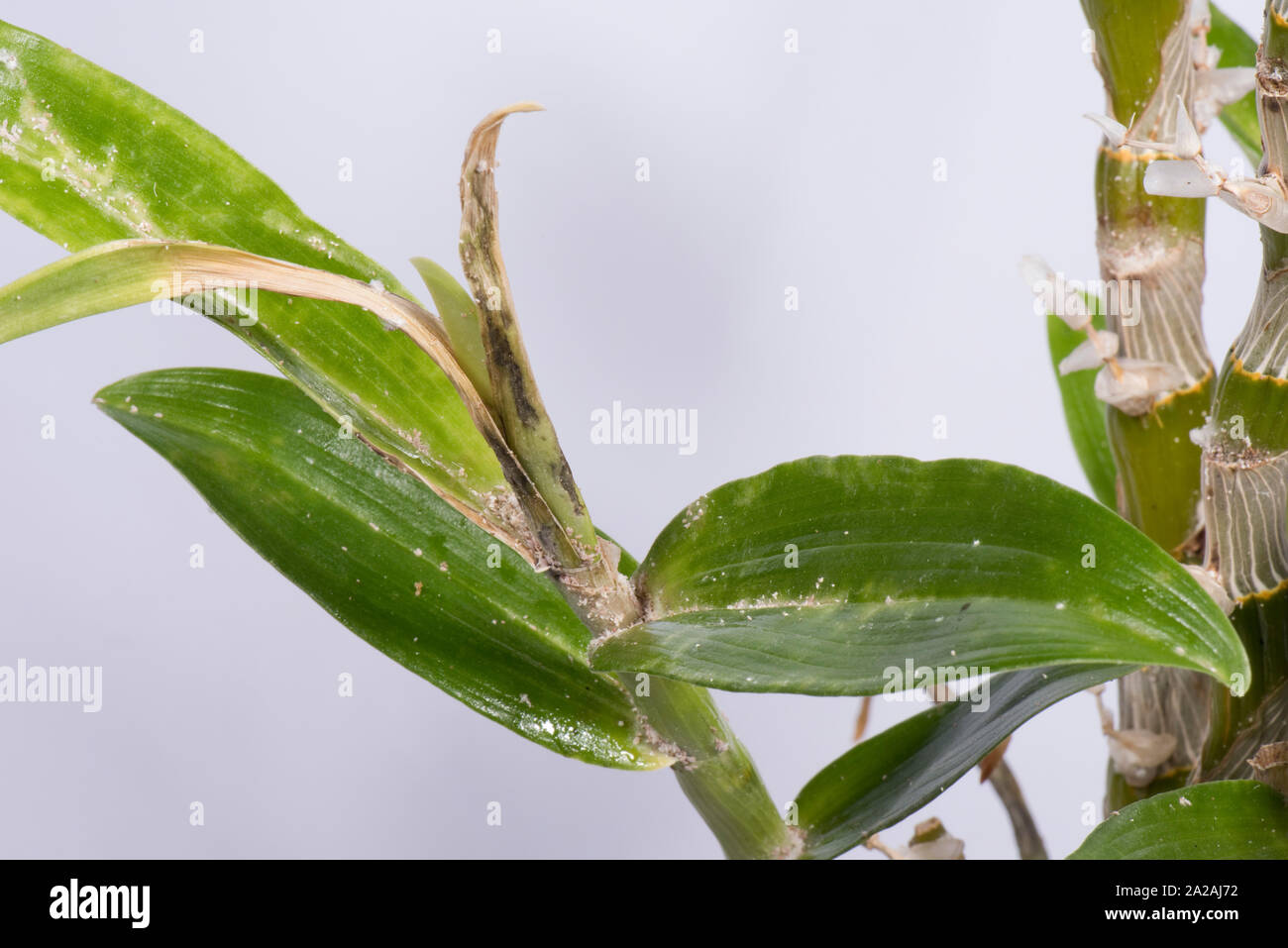 Unklar bleibt oder Knolle mealybug (Pseudococcus viburni) Schädlinge, Beschädigung und Honigtau auf Blätter und Stengel Dendrobium orchid Stockfoto