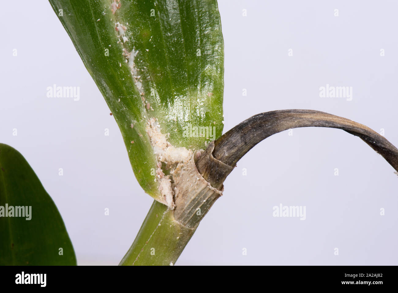 Unklar bleibt oder Knolle mealybug (Pseudococcus viburni) Schädlinge, Beschädigung und Honigtau auf Blätter und Stengel Dendrobium orchid Stockfoto