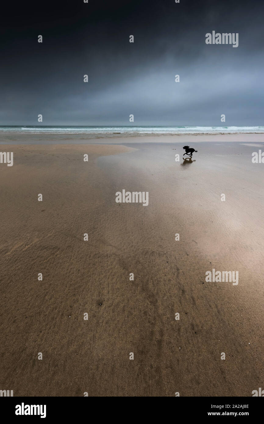 Die Silhouette eines Hundes über Fistral Beach in Newquay in Cornwall als dunkle, dramatische Storm clouds Overhead bauen. Stockfoto
