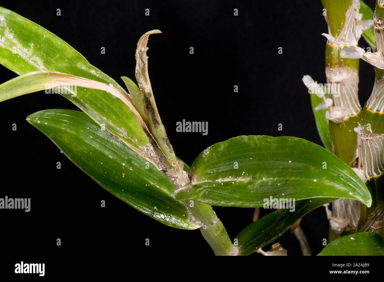 Unklar bleibt oder Knolle mealybug (Pseudococcus viburni) Schädlinge, Beschädigung und Honigtau auf Blätter und Stengel Dendrobium orchid Stockfoto