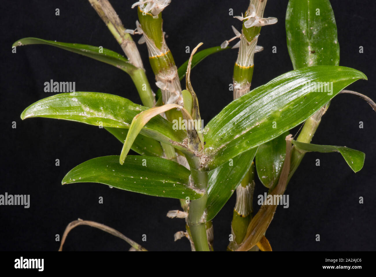 Unklar bleibt oder Knolle mealybug (Pseudococcus viburni) Schädlinge, Beschädigung und Honigtau auf Blätter und Stengel Dendrobium orchid Stockfoto