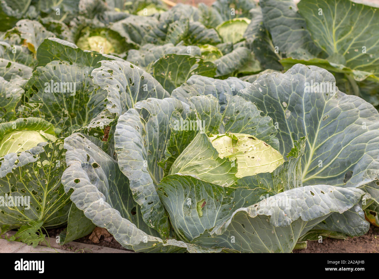 Grosse Kohlköpfe in einem Garten Bett sitzend mit Blättern von Bugs gegessen Stockfoto
