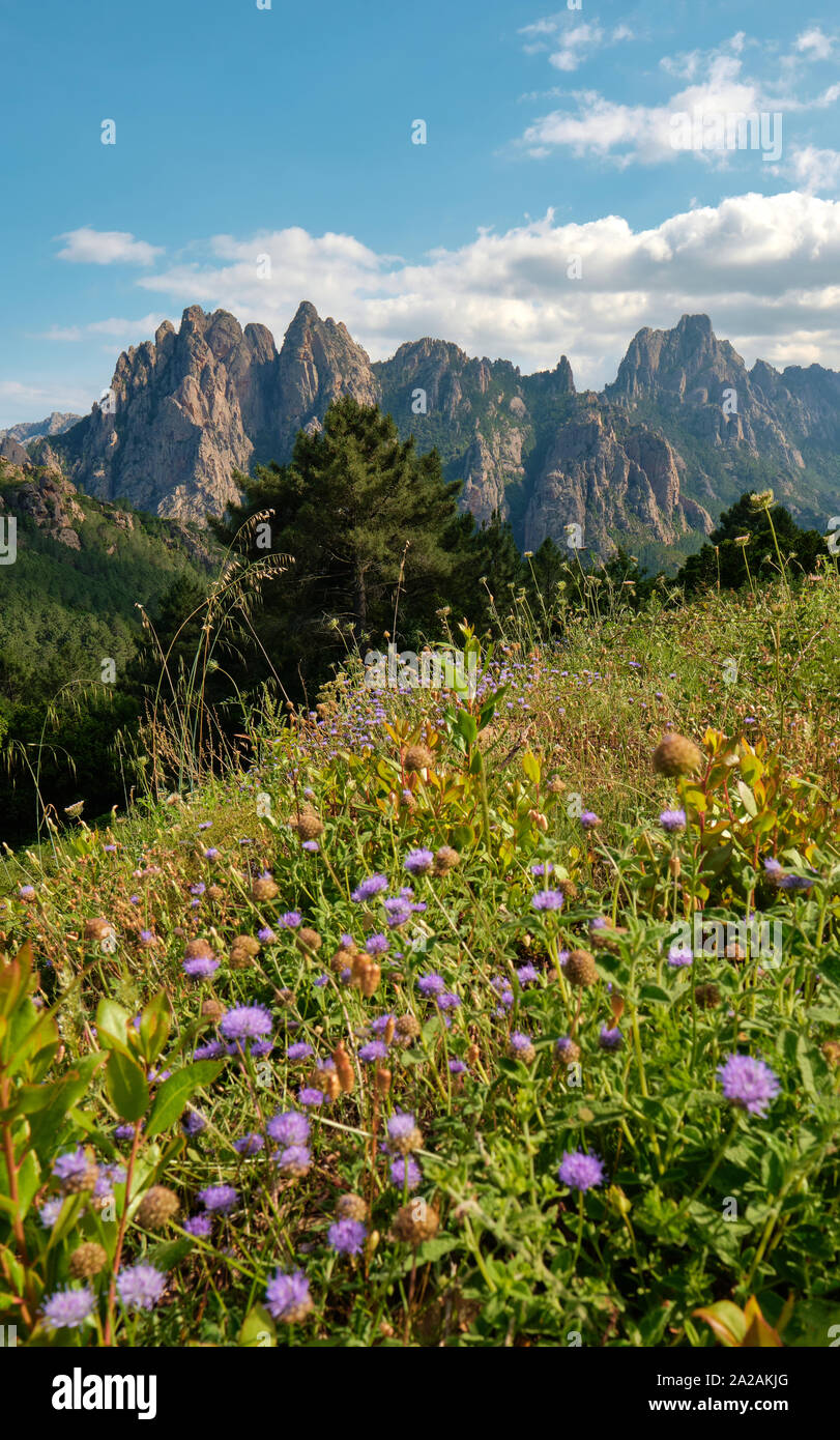 Wildblumen und die Aiguilles de Bavella Gebirge in der Col de Bavella Gebirge flora Landschaft des Regionalen Naturparks von Korsika, Frankreich. Stockfoto