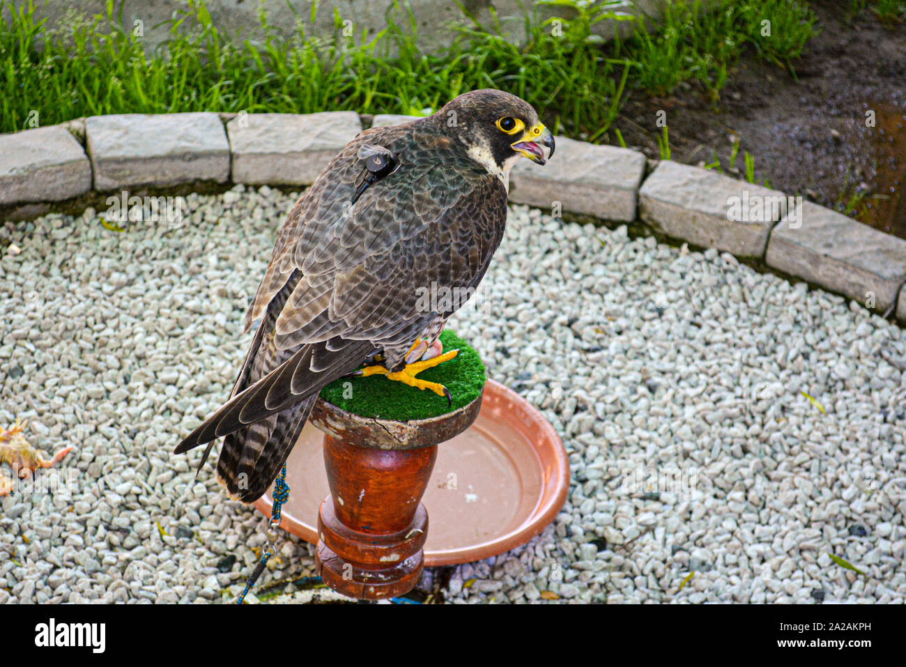 Angesichts der WANDERFALKE (FALCO PEREGRINUS). Diese Vögel sind die schnellsten Tiere der Welt. Stockfoto Angesichts der WANDERFALKE (FALCO PEREGRINUS). Diese Vögel sind die schnellsten Tiere der Welt. Stockfoto