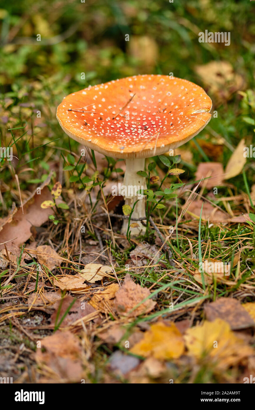 Eine fly agaric stehend in einem Mischwald auf dem Waldboden im September im Herbst in Bayern, Deutschland Stockfoto