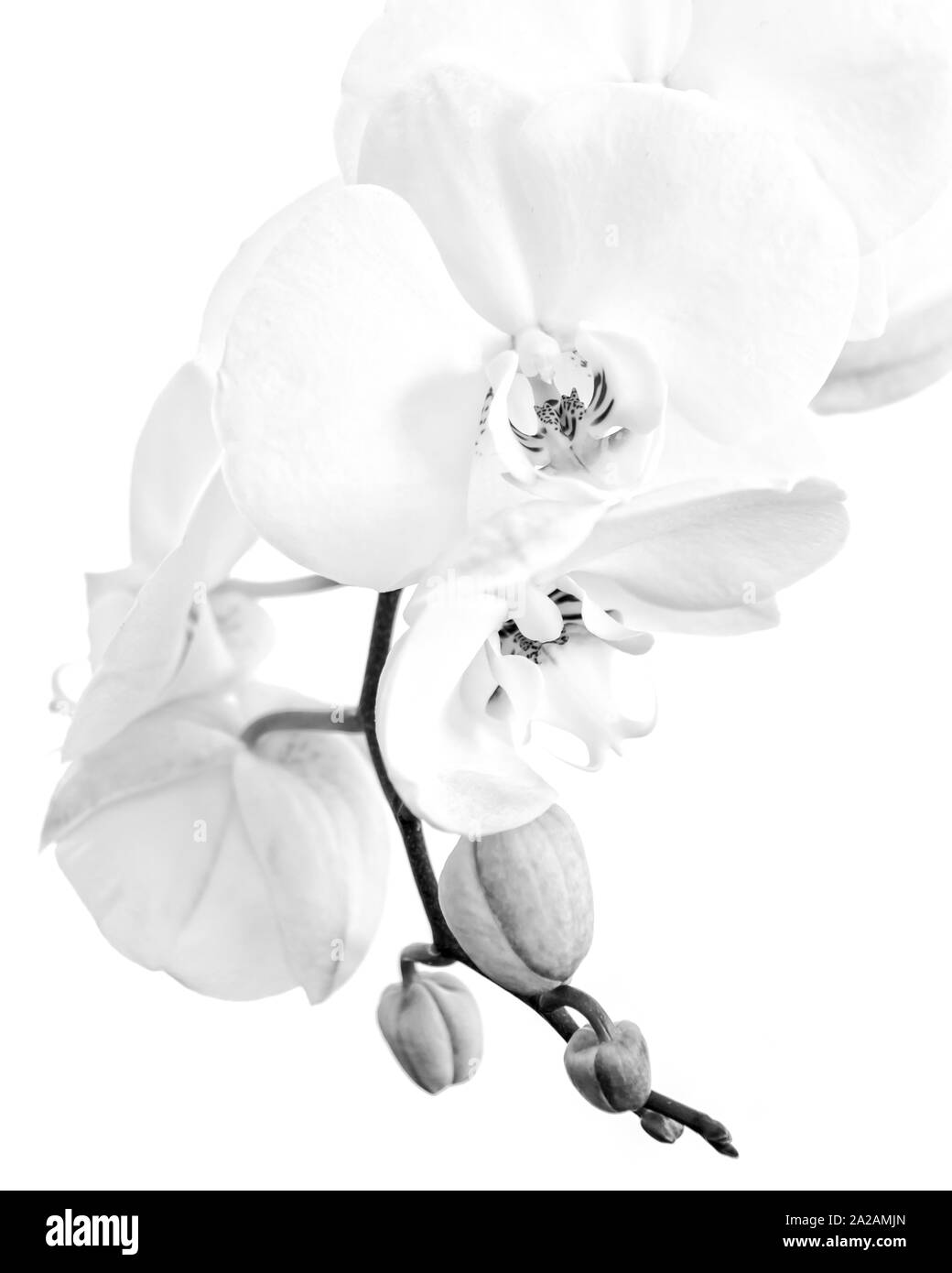 Nahaufnahme eines weißen Phalaenopsis Orchidee in Schwarz und Weiß Stockfoto