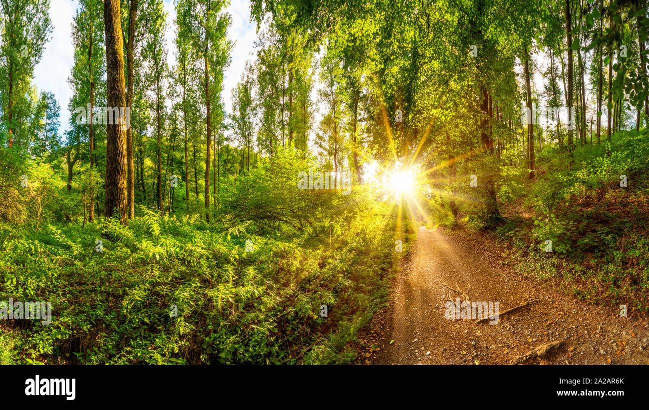 Weg durch den Wald mit hellen Sonne scheint durch die Bäume Stockfoto