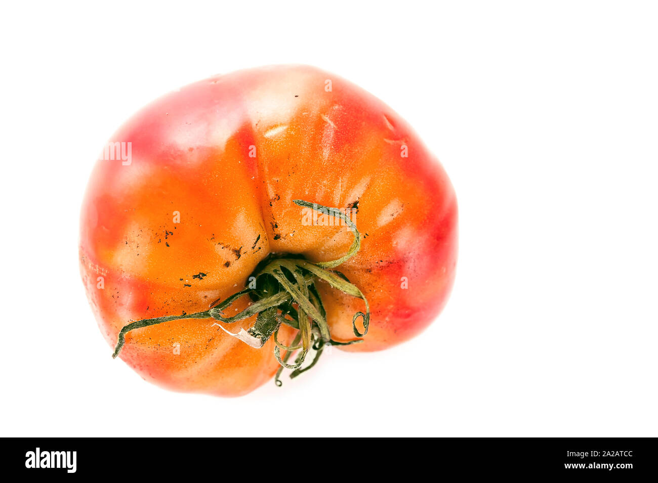 Faulen, verwöhnten Tomate mit kelchblätter oder Kelch, ungleichmäßiger Reifung und Stockflecken auf der Haut isoliert auf weißem Hintergrund. Stockfoto