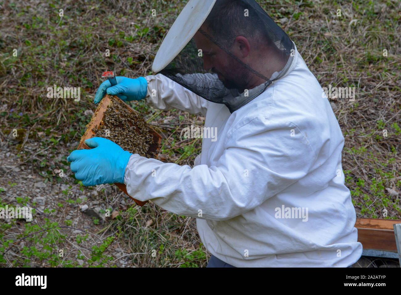 Pontresina, Schweiz - 22 April 2019: Imker, der seinen Honig Produktion ist die Prüfung in Wolfenschiessen auf die Schweizer Alpen. Stockfoto