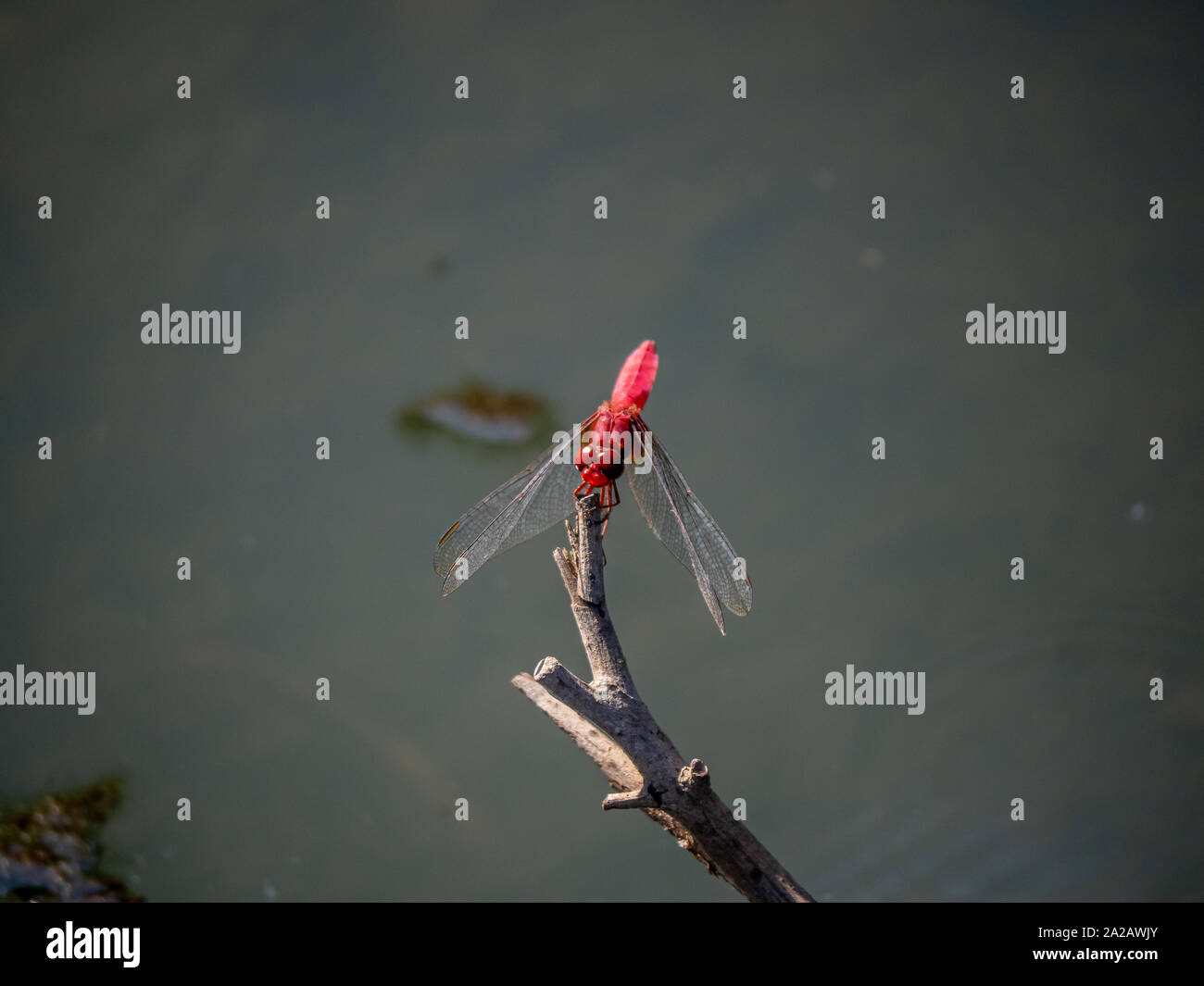 Eine japanische scarlet Skimmer, Dragonfly, mariannae Crocothemis servilia, Sitzstangen, über einen kleinen Teich in einem Park in Yokohama, Japan. Stockfoto