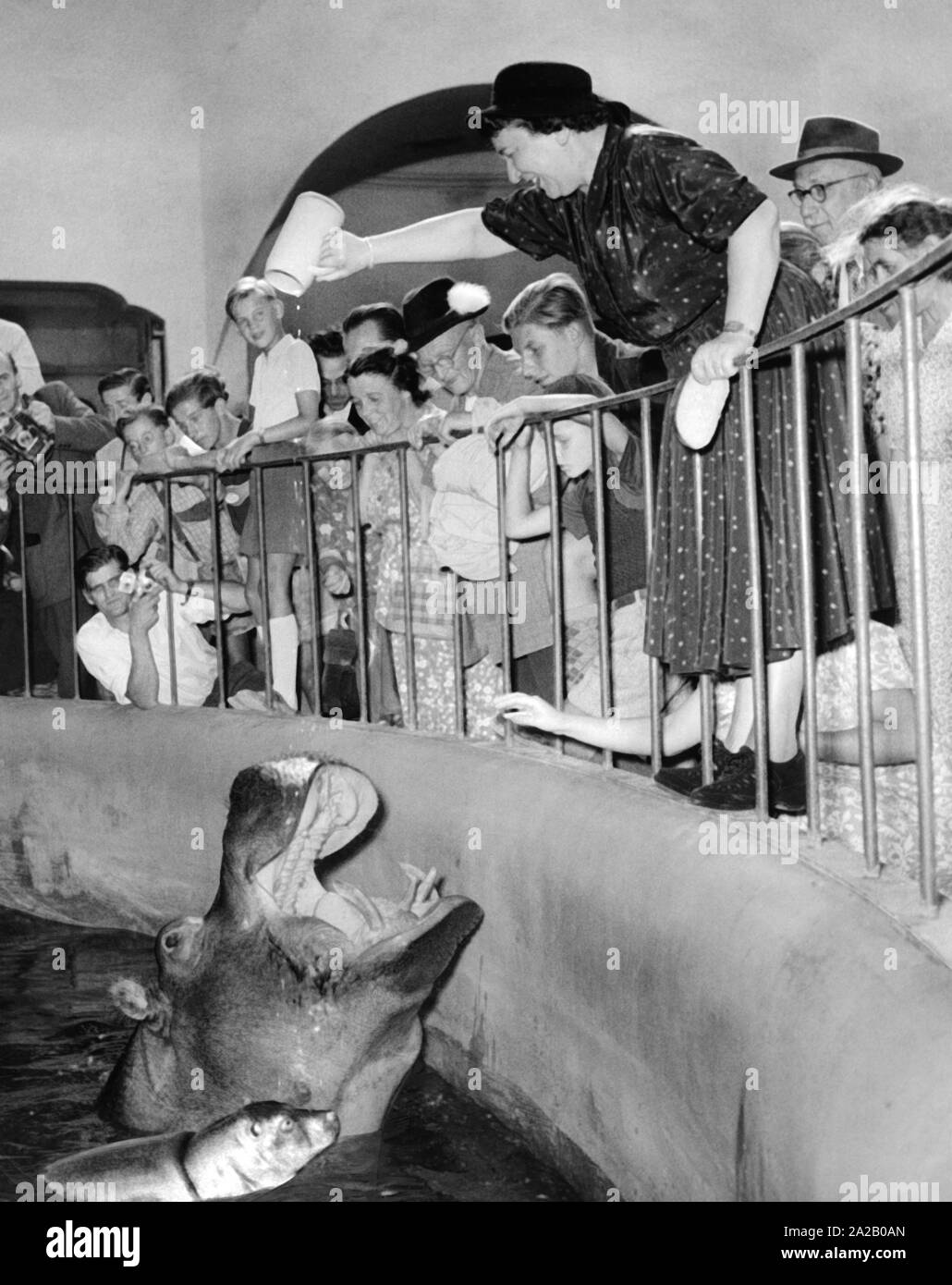 Die Schauspielerin Liesl Karlstadt tauft ein Neugeborenes hippo benannte Liesl im Tierpark Hellabrunn in München. Die Freundin des verstorbenen Karl Valentin schüttete das Bier mit den Worten: "Das Bier gieße ich, wenn Sie es trinken, kann Schwimmen und sollst sie wachsen und gedeihen und eine richtige Liesl "Bier über das Tier geworden. Stockfoto