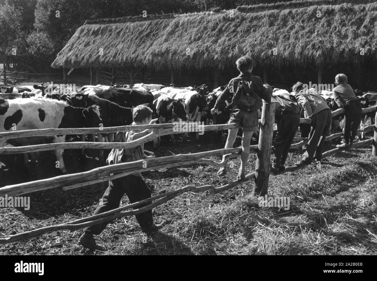 Kinder über den Zaun einer Kuhweide, die zusammen gehalten werden, da die Bauern in die LPG (Landwirtschaftliche Produktion kooperative) in Ulbricht. Stockfoto