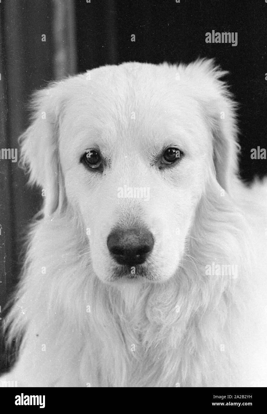 Das Bild zeigt ein Kuvasz, ungarischer Schäferhund. Die Bilder wurden von einem Züchter dieser Rasse. Stockfoto