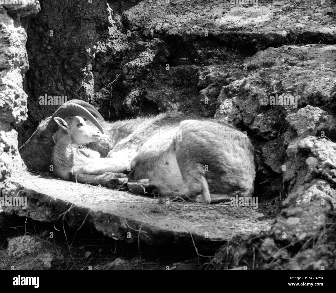 Blick auf die Steinböcke Gehäuse im Tierpark Hellabrunn. Steinbock mit Cub. Stockfoto