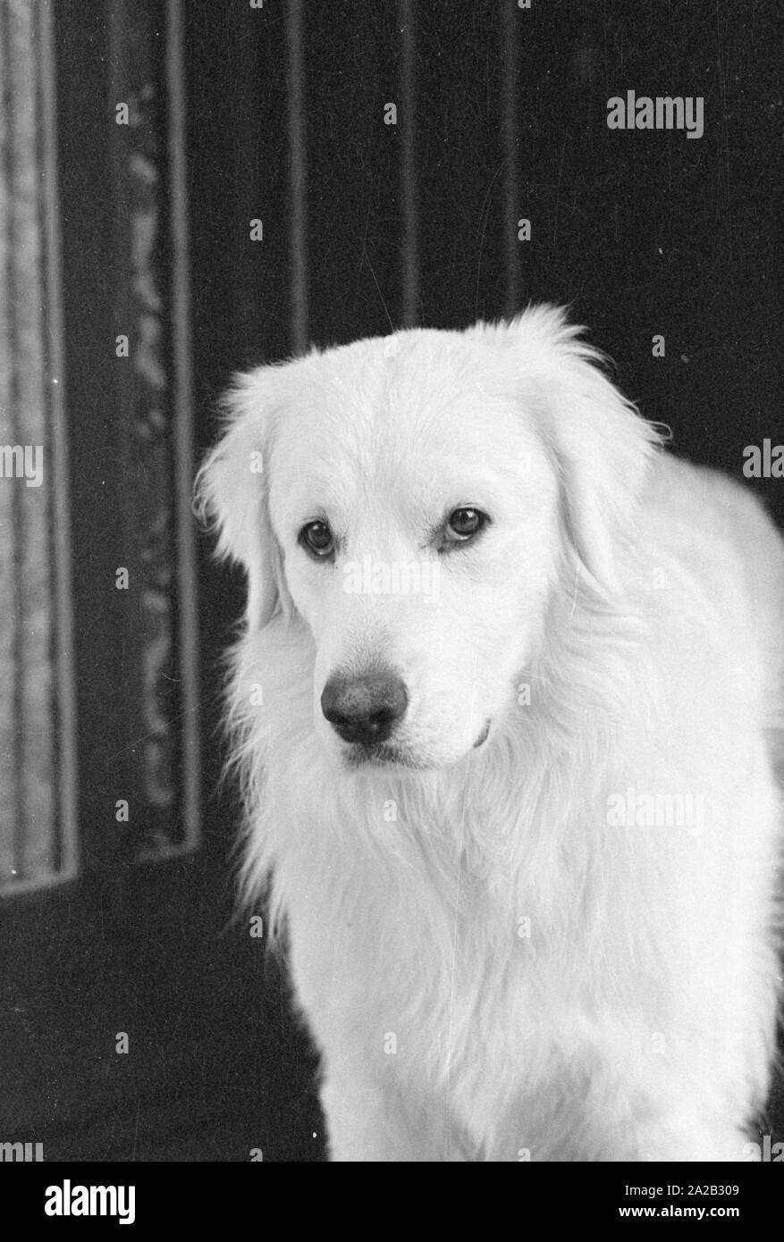 Das Bild zeigt ein Kuvasz, ungarischer Schäferhund. Die Bilder wurden von einem Züchter dieser Rasse. Stockfoto