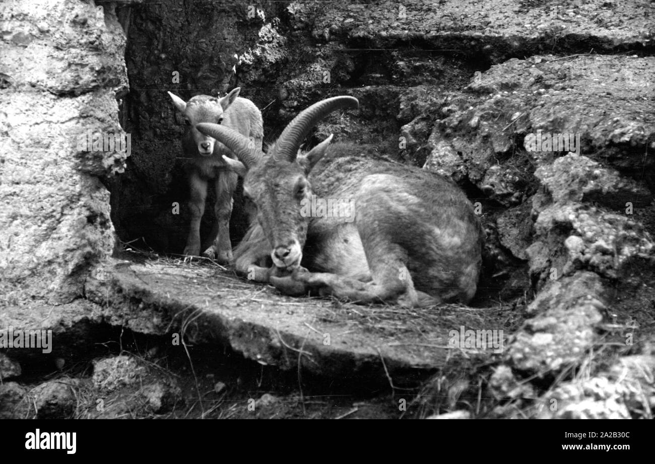 Blick auf die Steinböcke Gehäuse im Tierpark Hellabrunn. Steinbock mit Cub. Stockfoto