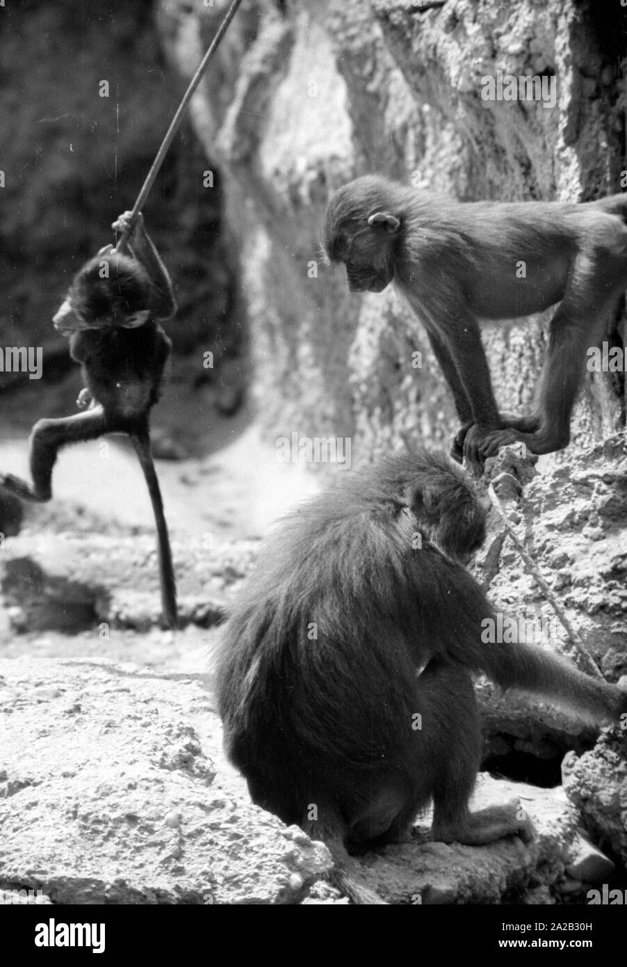 Blick auf das Gehäuse des Affen im Tierpark Hellabrunn. Stockfoto