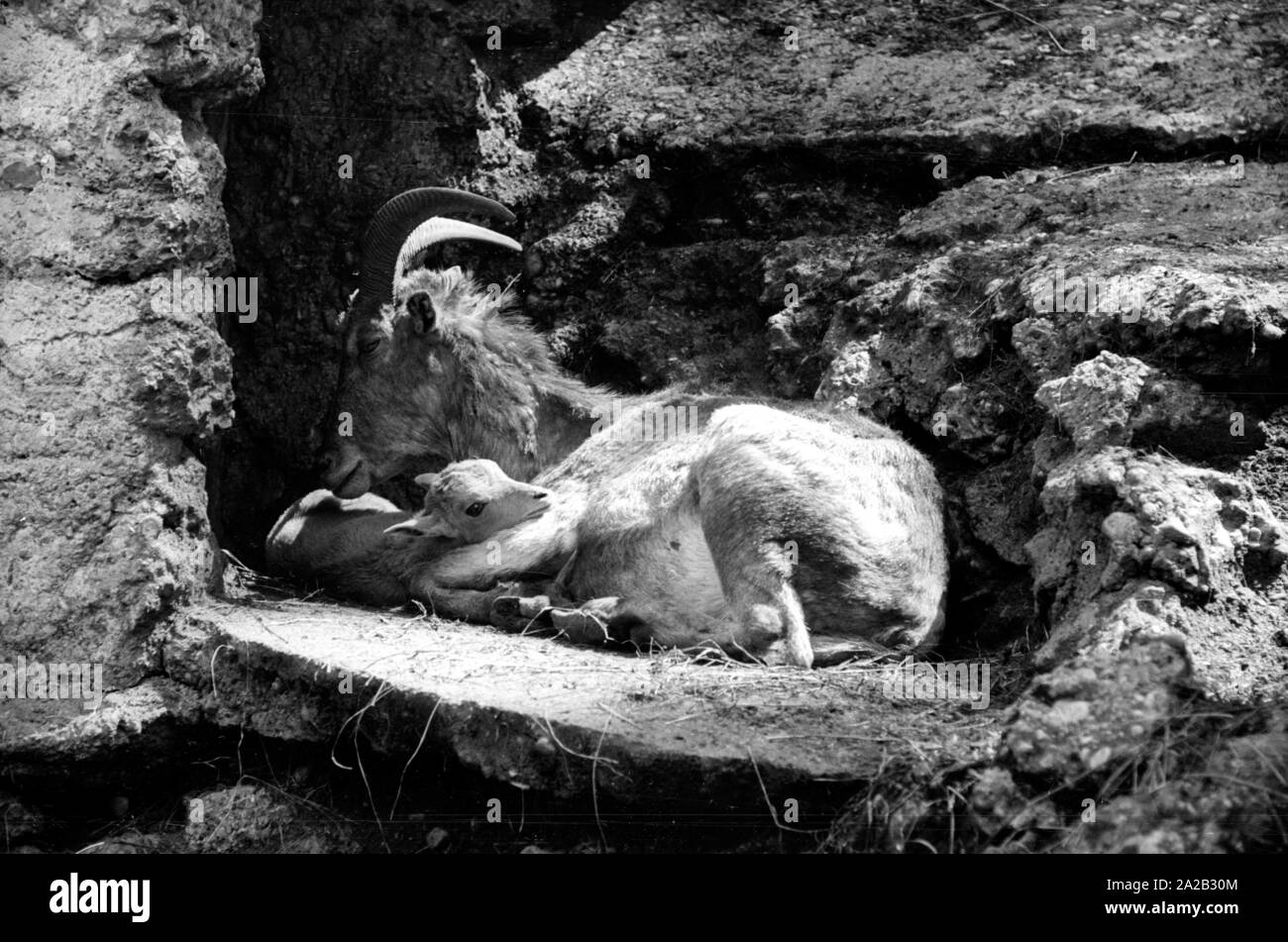 Blick auf die Steinböcke Gehäuse im Tierpark Hellabrunn. Steinbock mit Cub. Stockfoto