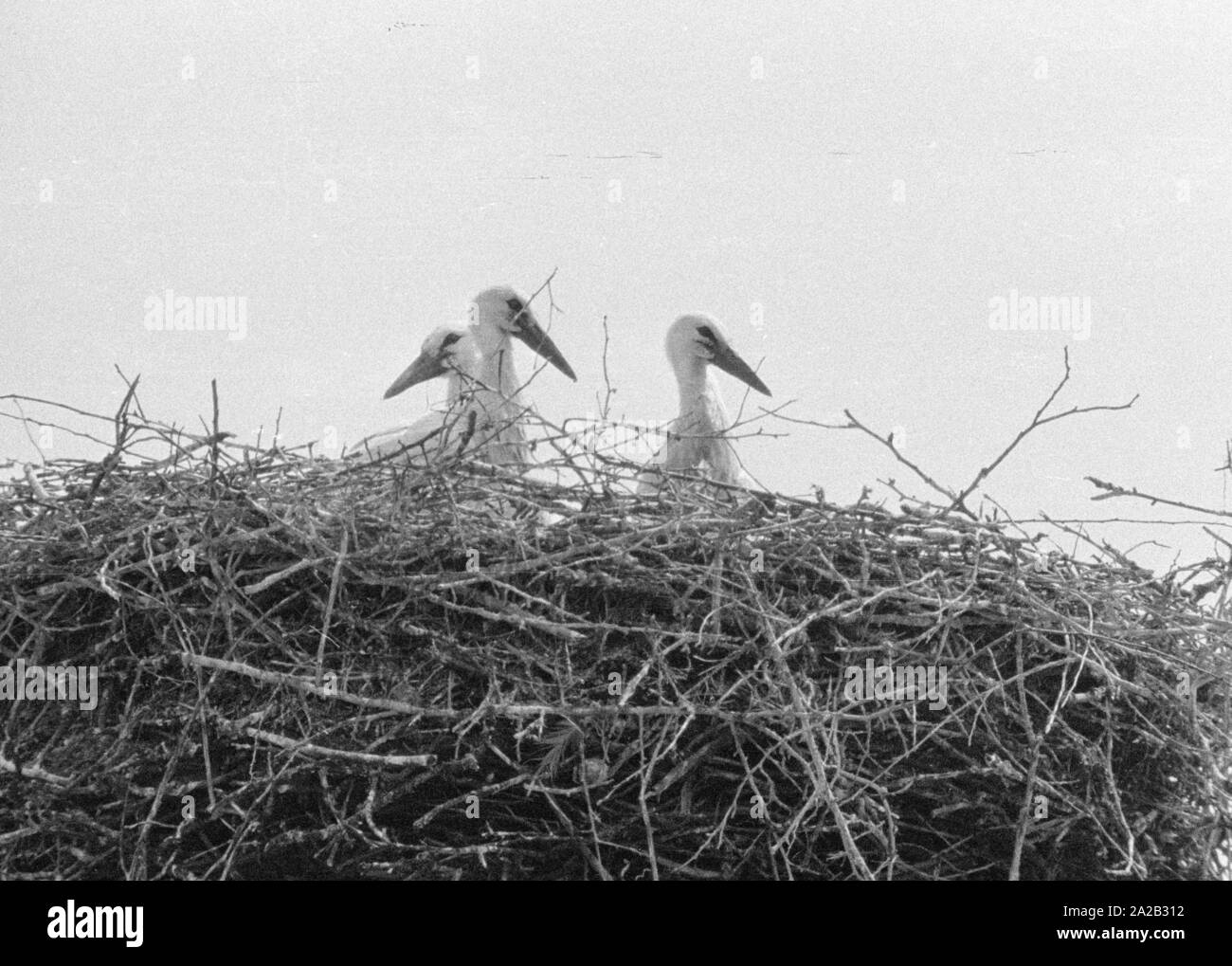 Störche in ihrem Nest auf dem Dach auf einem Bauernhof. Stockfoto