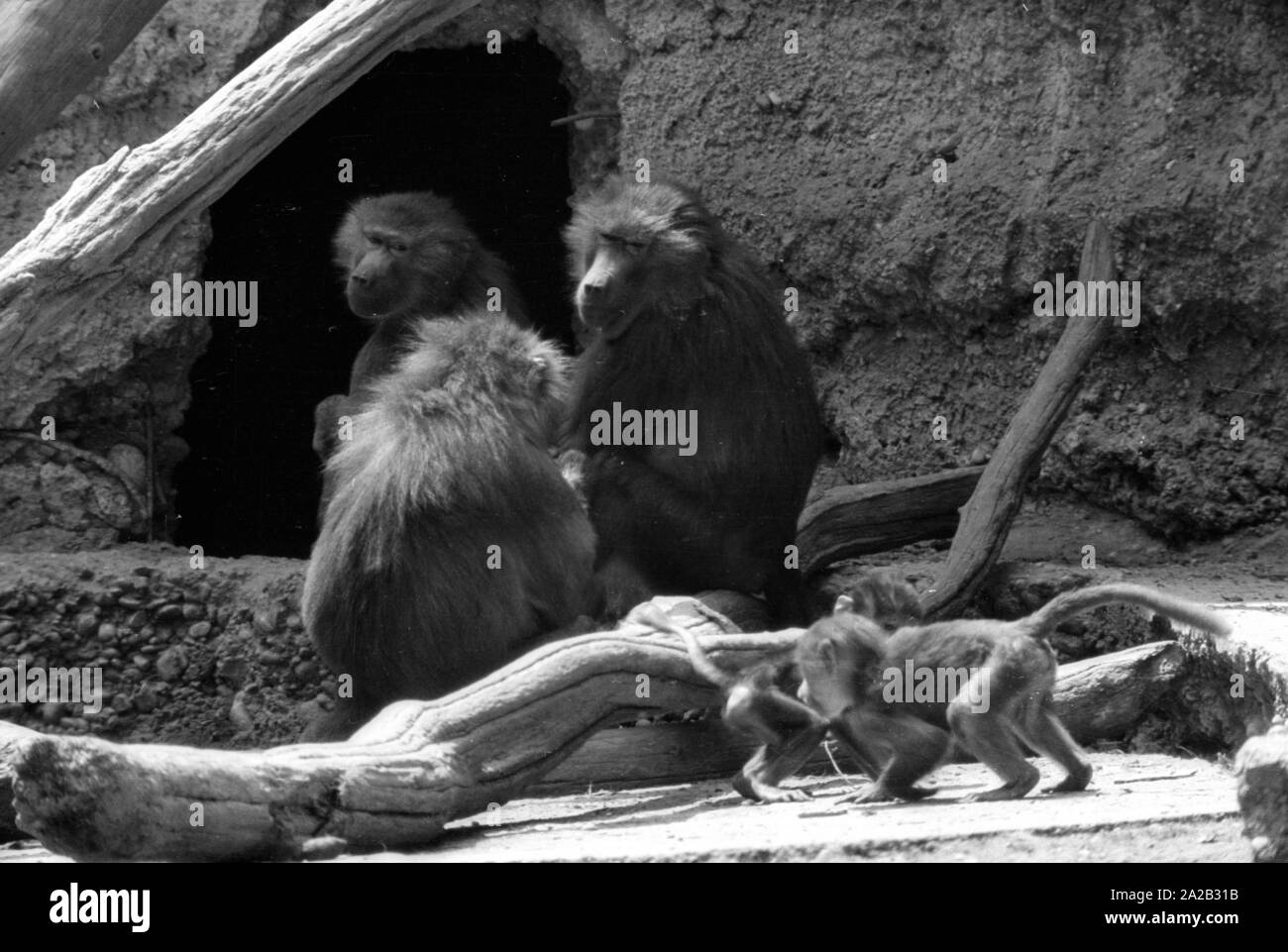 Blick auf das Gehäuse des Affen im Tierpark Hellabrunn. Stockfoto