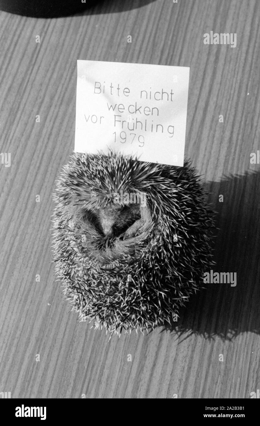 Das Bild zeigt einen gefundenen Igel auf dem Tisch von einem Igel Rescue Center. Hier die gefundenen Tiere untersucht und können sicher den Winter verbringen. Ein kleines Schild war neben der zusammengerollten Igel für die Reportage in einer Zeitung oder einer Zeitschrift platziert. Stockfoto