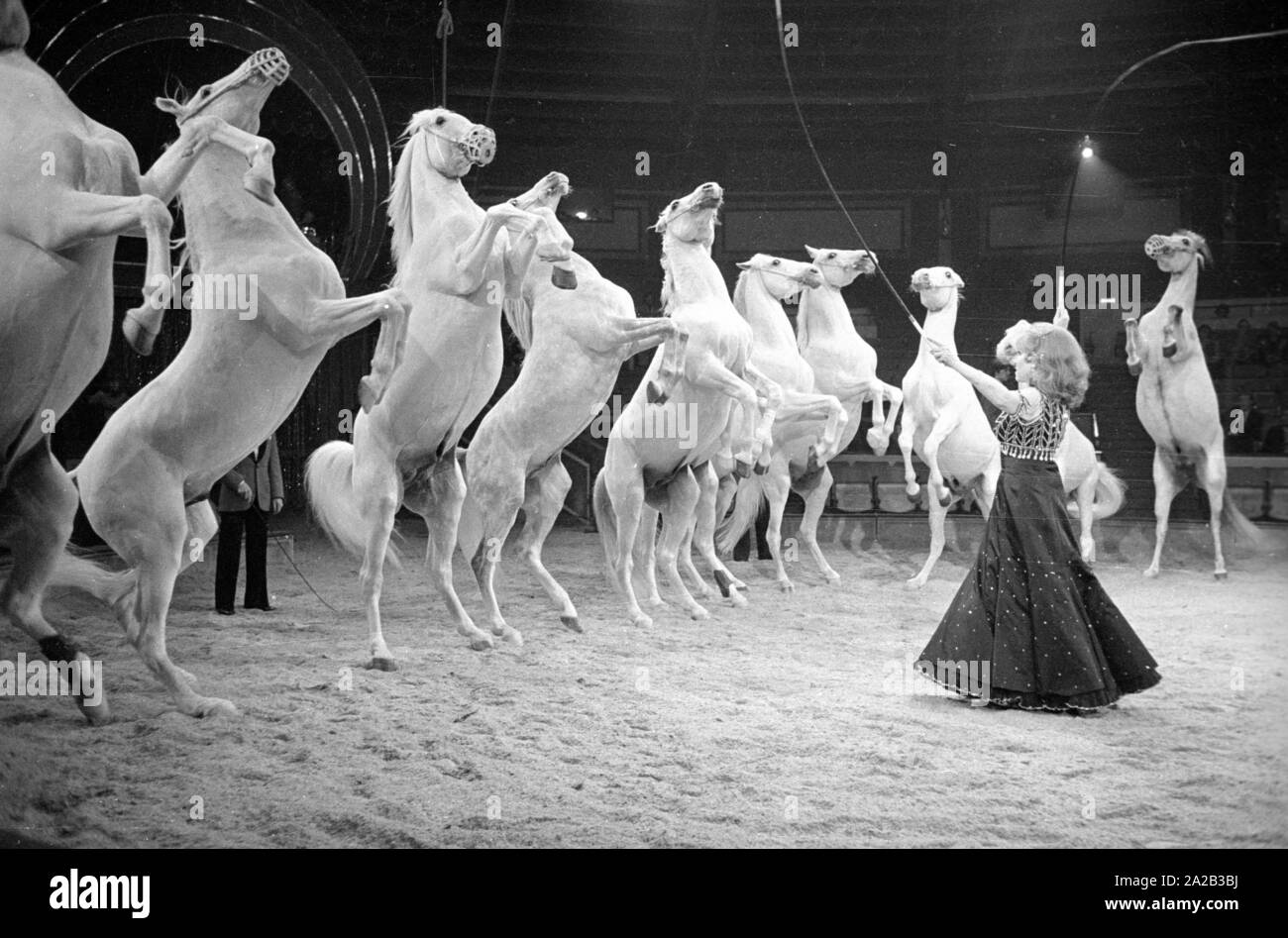 Reiten in der Arena, die Pferde stehen auf den Hinterbeinen. Stockfoto